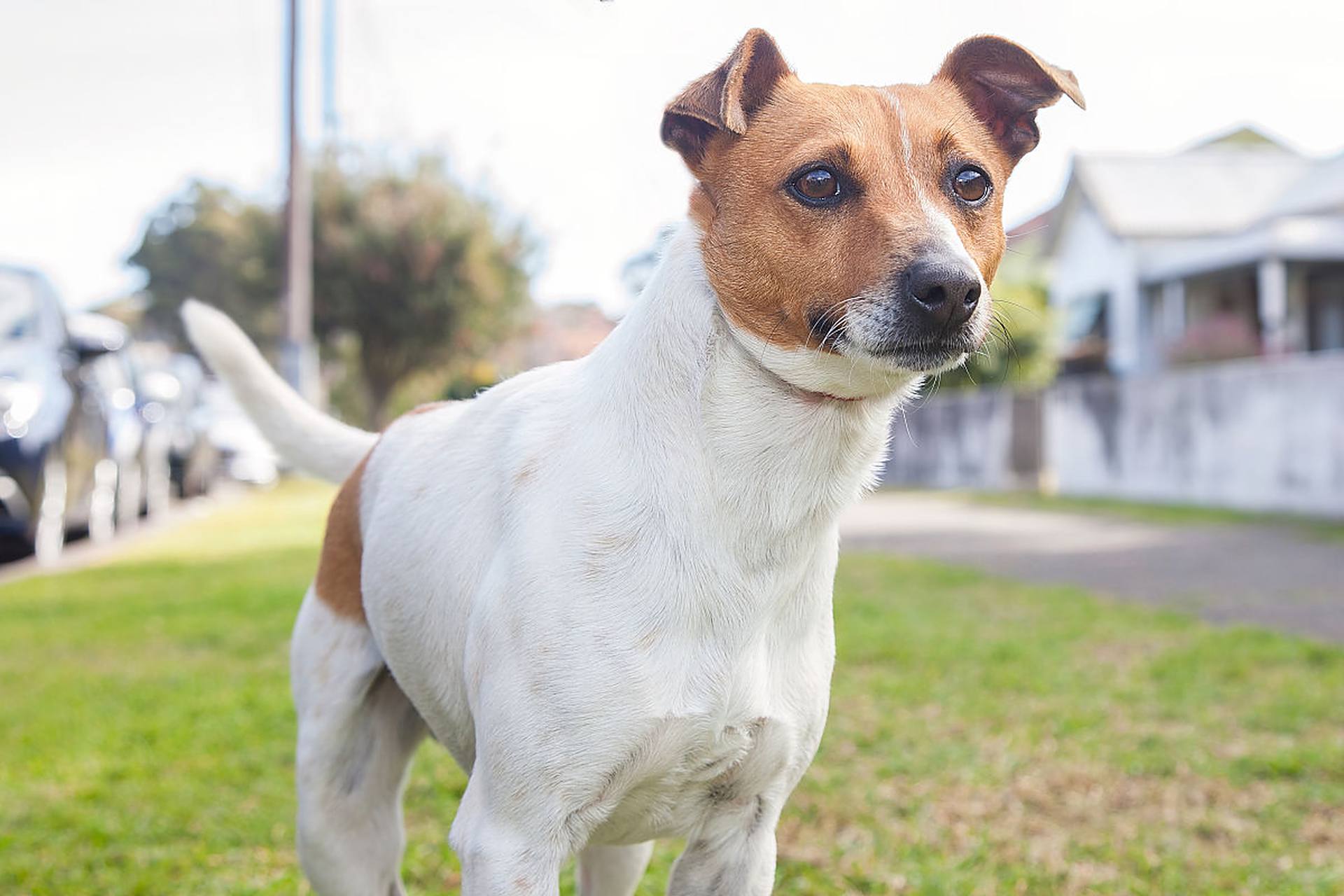 巴吉度猎犬非常聪明,易于训练,通常被用作猎犬或家庭宠物.