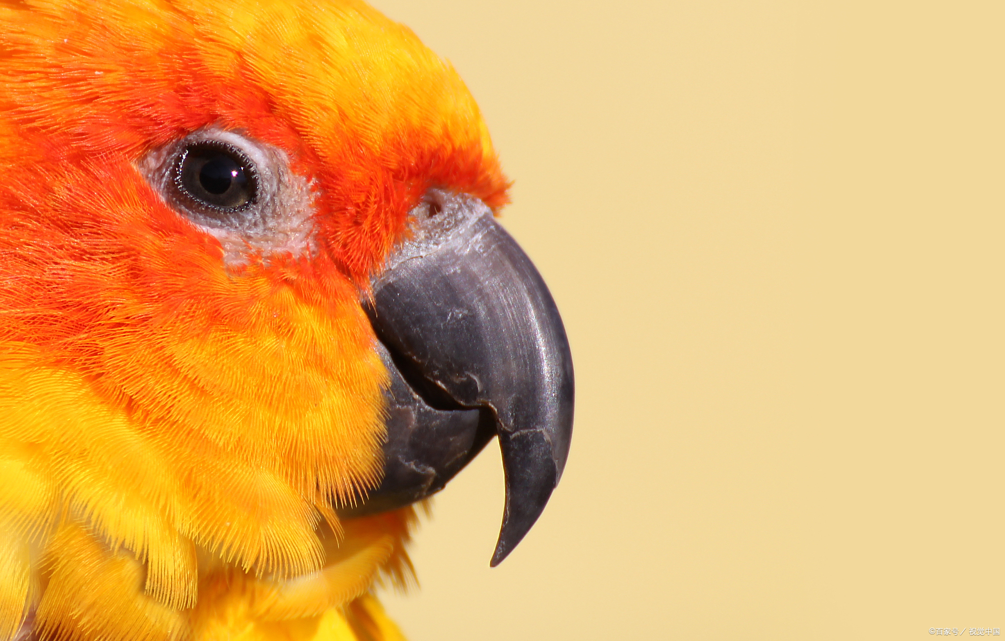 养鸟的朋友是否会遇到自己家的小鸟眼睛肿胀,睁不开等情况.