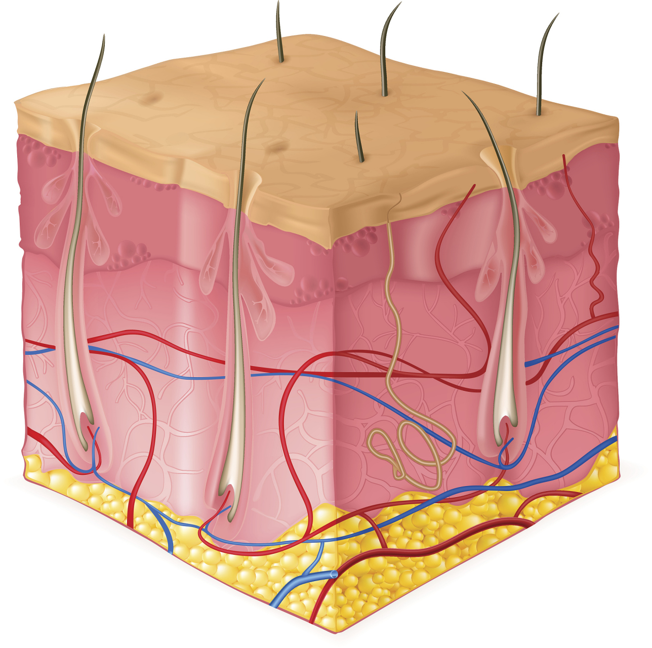 角质层内主要是已经没有细胞核的角质形成细胞,也基本没有了细胞分化
