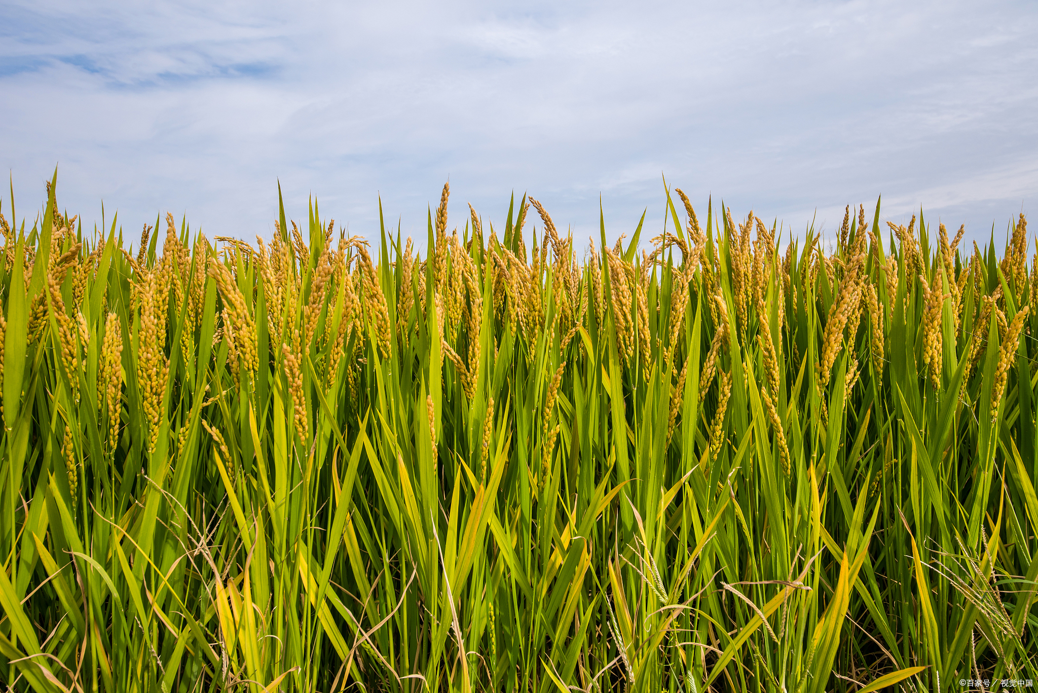 其中夏收谷物主要包括小麦,大麦,燕麦,荞麦等;夏收豆类主要包括蚕豆