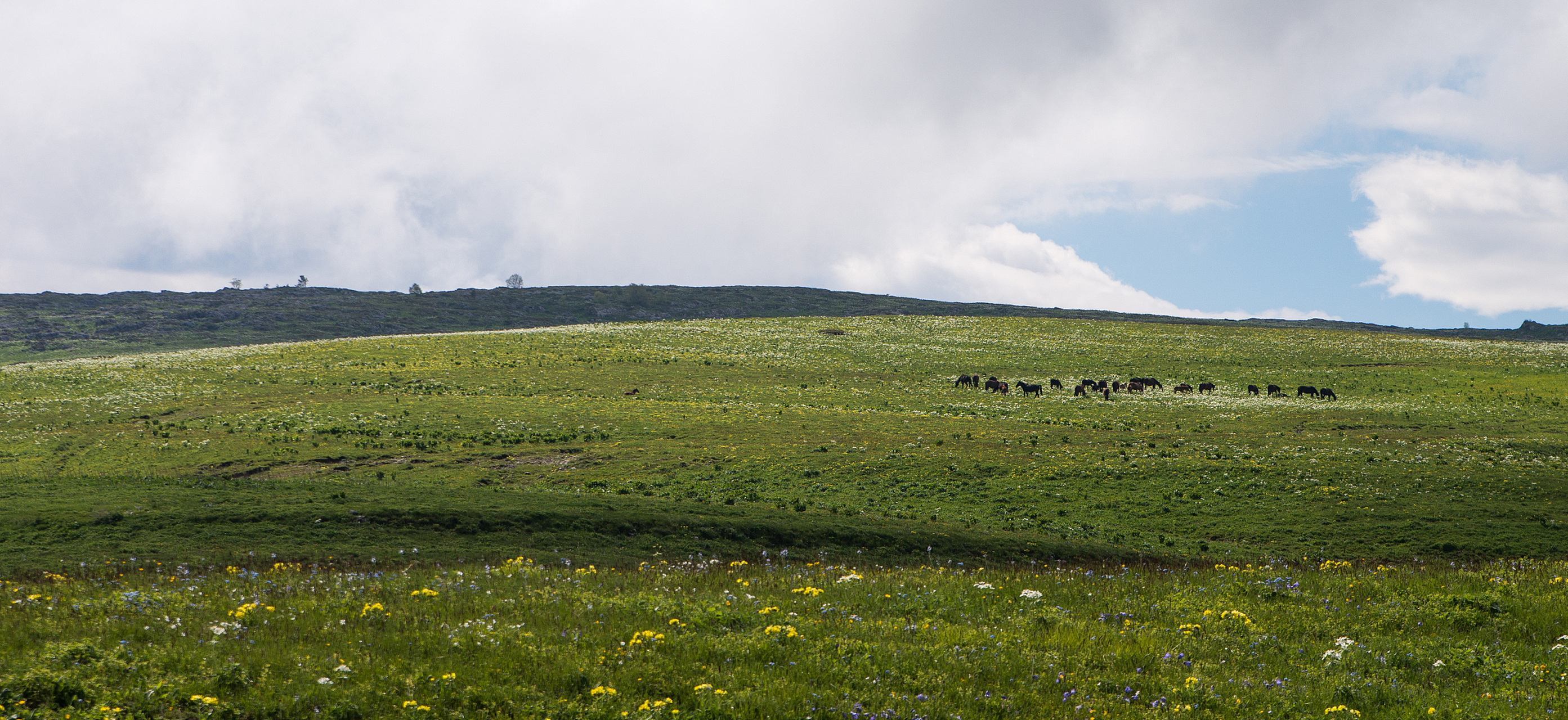 玉科大草原是一个非常美丽的地方,被誉为"康巴阿勒泰",拥有许多天然