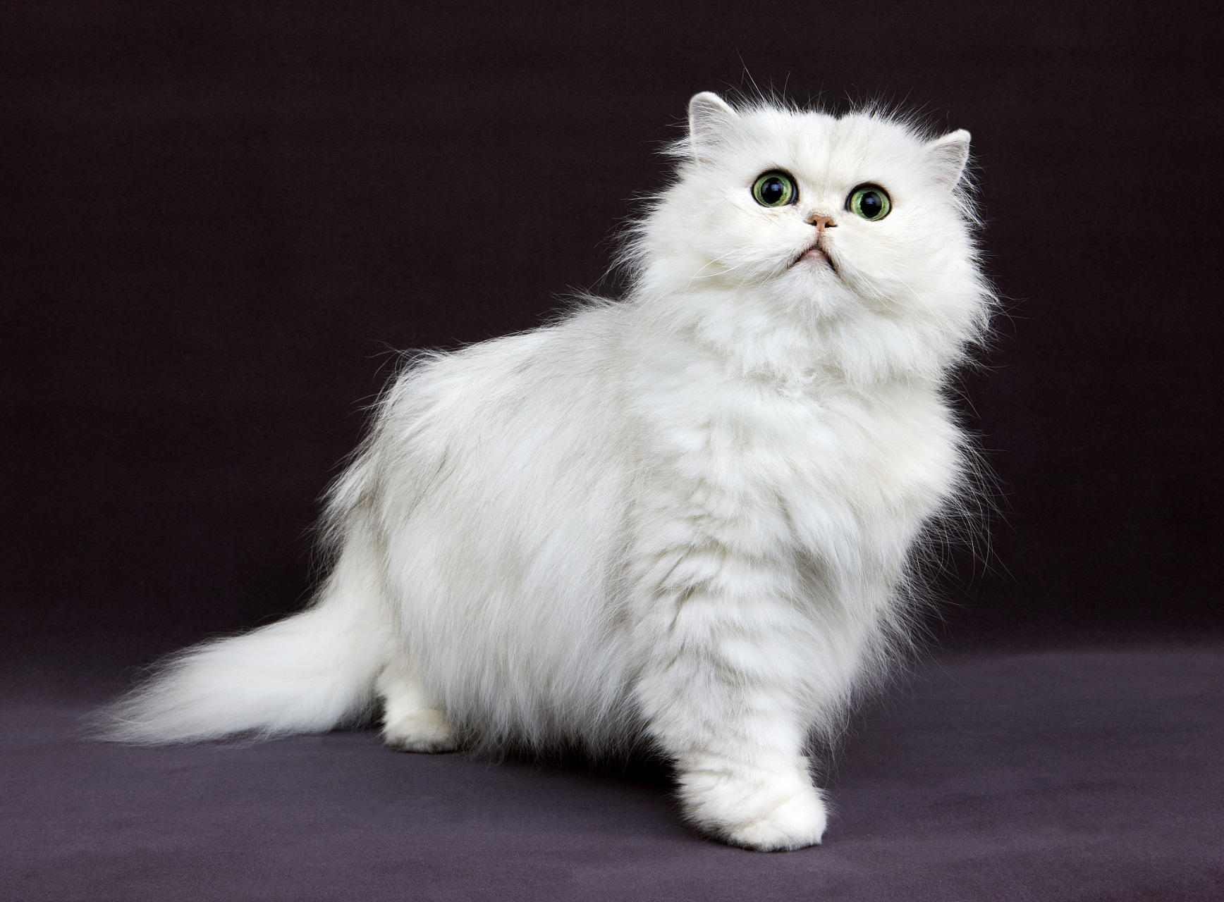 但是,你知道金吉拉猫还有哪些让人惊喜的特点吗?