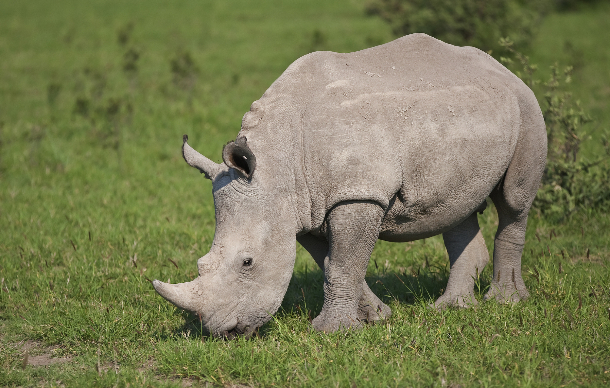 然而,人类活动和非法猎杀导致犀牛数量锐减,全球范围内面临生存威胁.