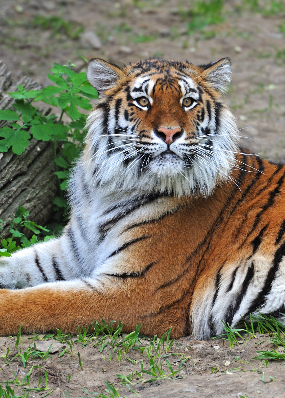 野生东北虎"完达山一号"再现林区.