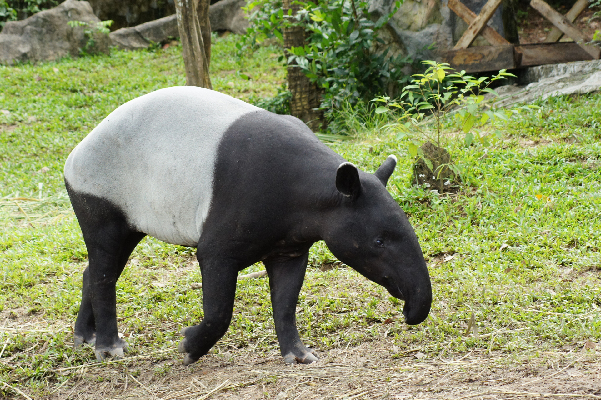 古代我国南方的森林里也有马来貘分布,古人分不清它和大熊猫,因为都是