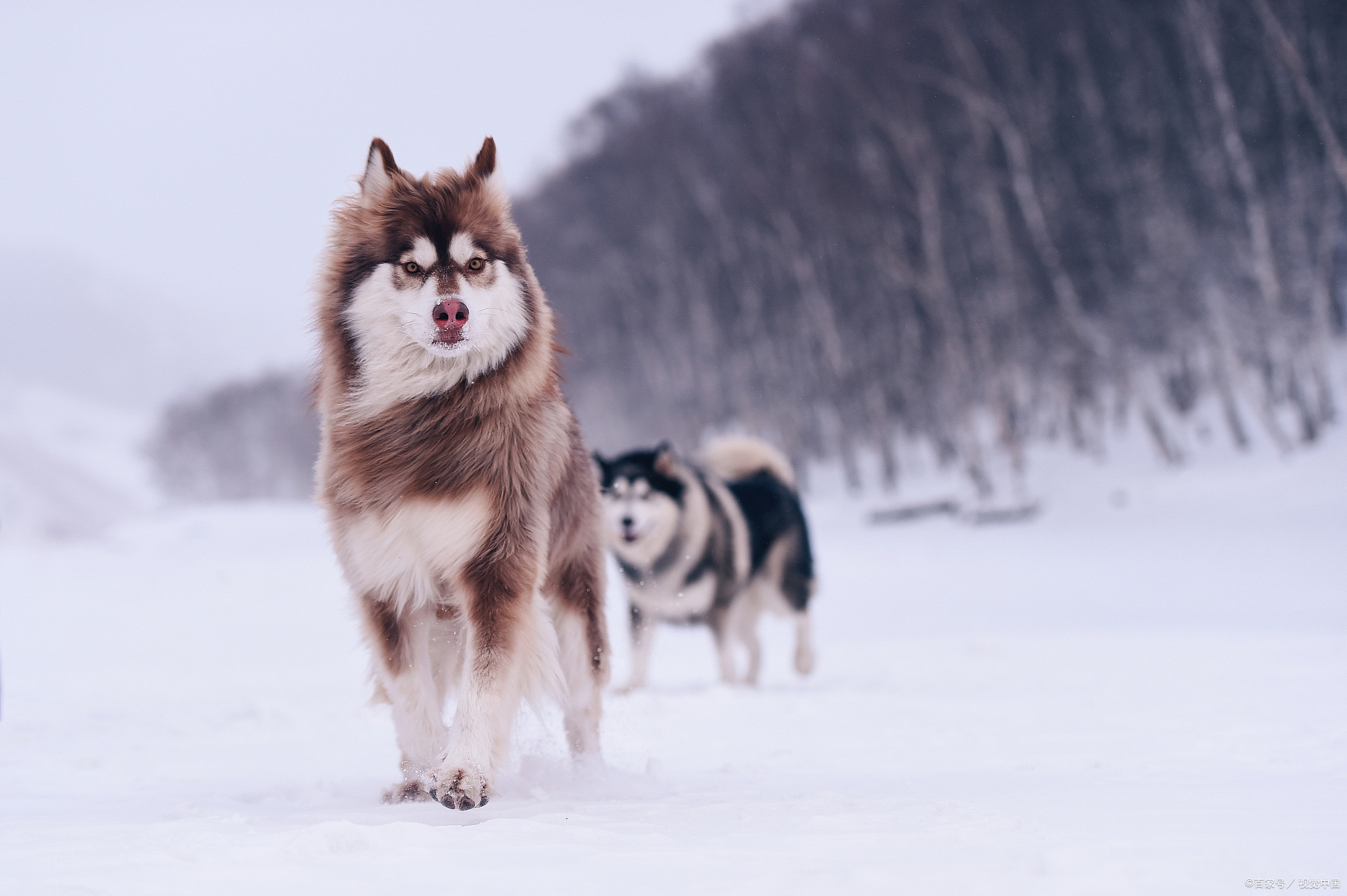 阿拉斯加犬壁纸图片