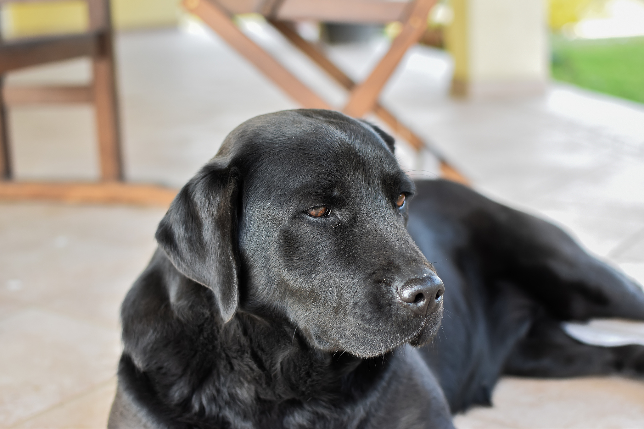 拉布拉多犬可能表现出分离焦虑症的症状,影响生活质量和健康.