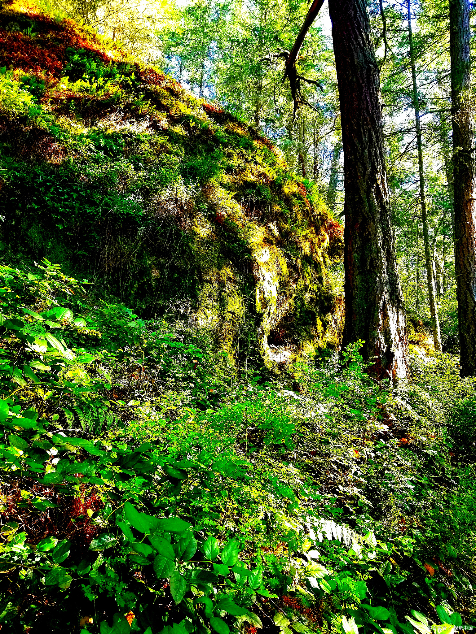 朝阳槐树洞清凉,林间凉爽消暑降温,夏日避暑胜地!