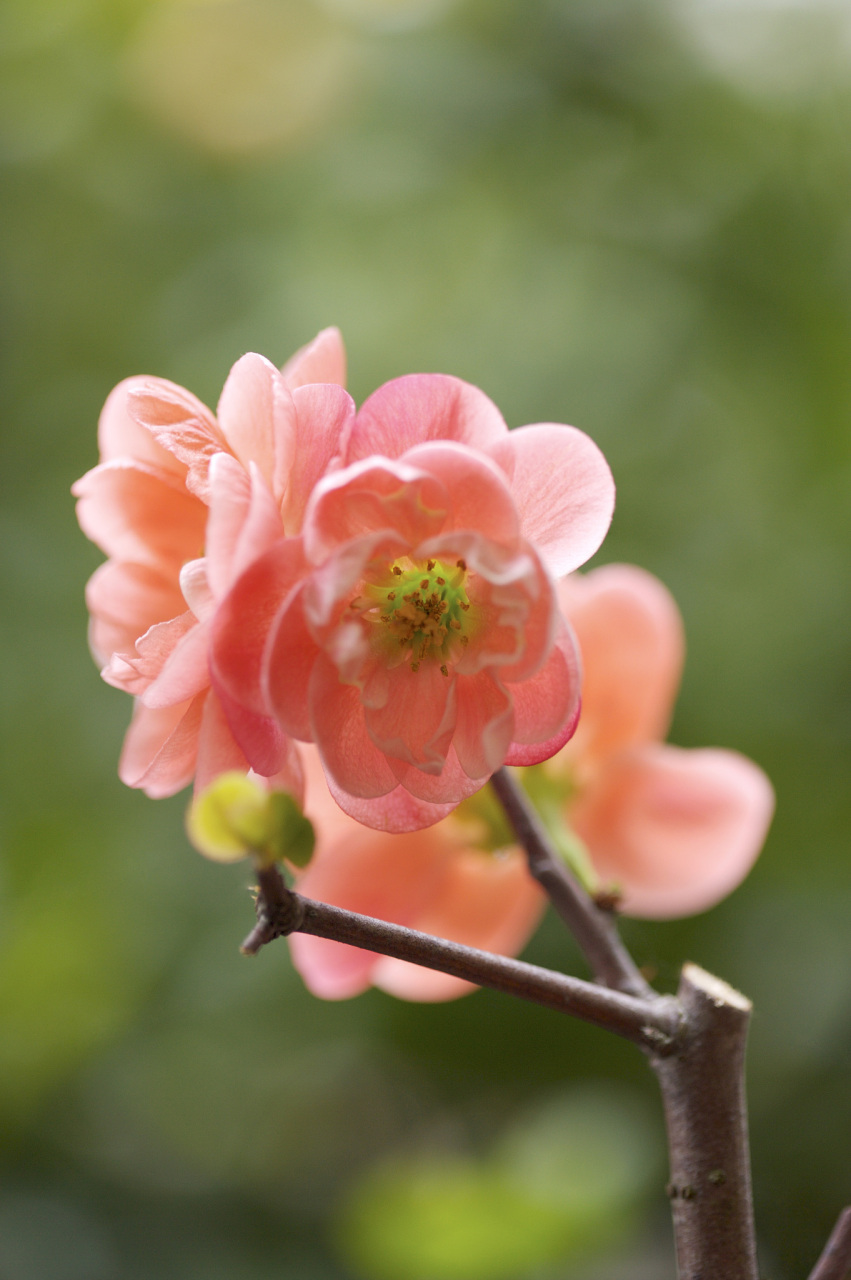 海棠花,又名:名友,蜀客,蜀锦等,是一种美丽的花卉植物,因其独特的花朵
