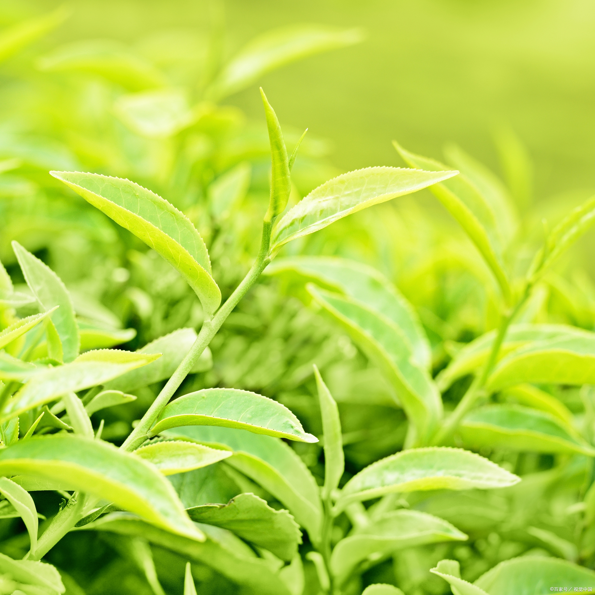 动态连更挑战#甘露茶叶,这名字听着就有种仙气飘飘的感觉,它其实是
