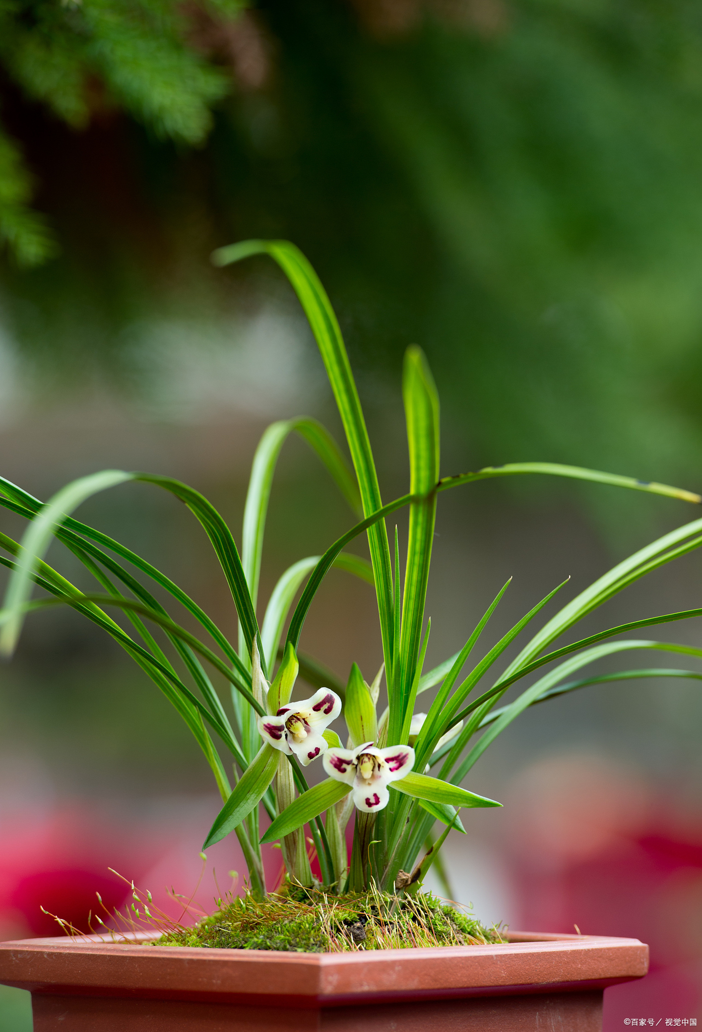 云南兰花:香飘四溢的滇派珍宝