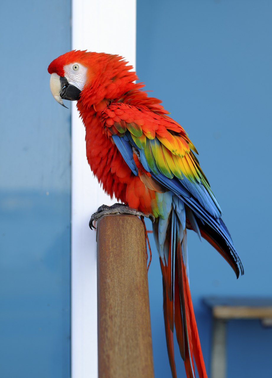 猩红金刚鹦鹉(ara macao)是一种大型黄,红,蓝新热带 鹦鹉,原产于美洲