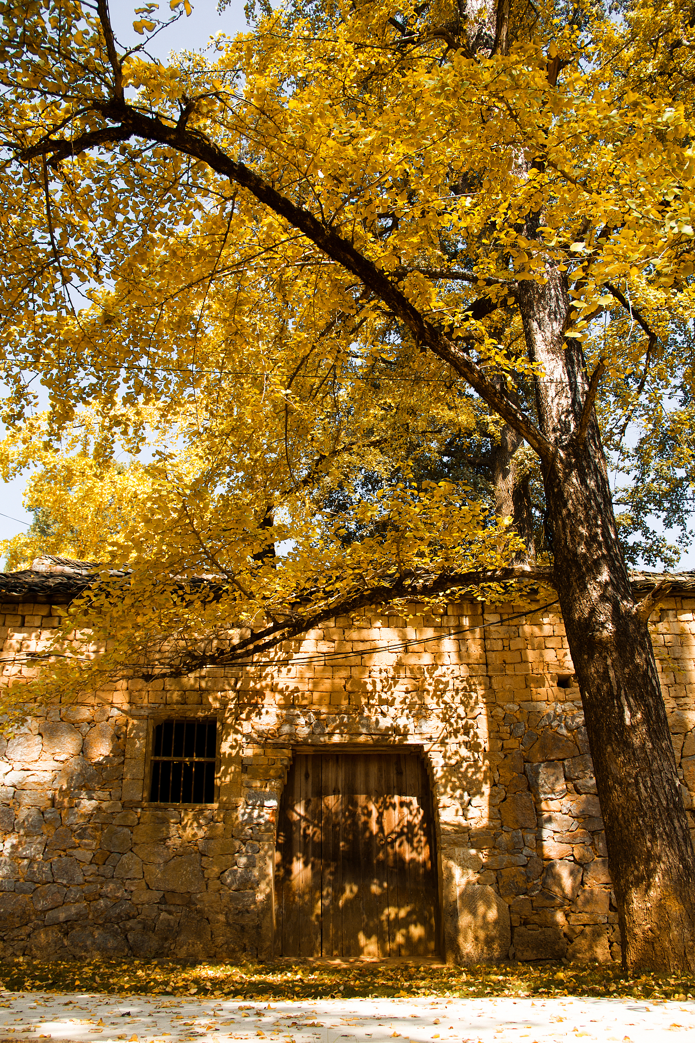 随州千年银杏谷的古银杏树有多大?这里的秋景为何如此迷人?