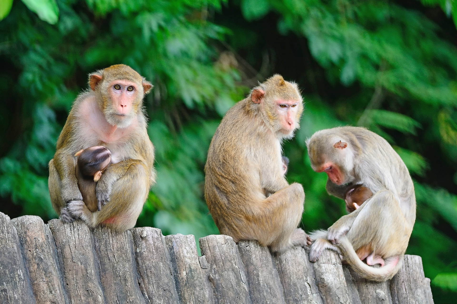 中国猴子的种类图片