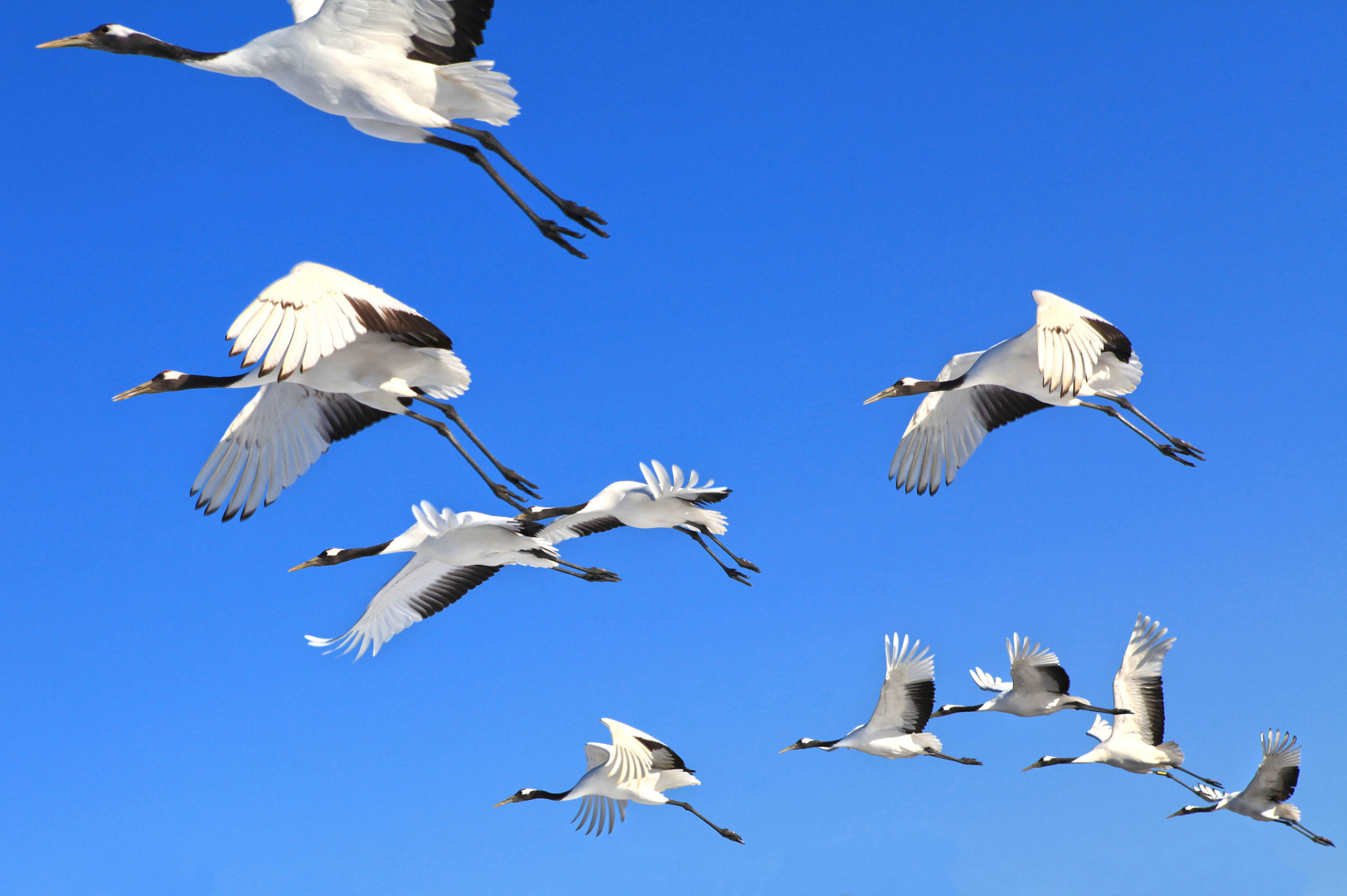 这样的状态,鹤会有一些优越感的,它觉得他自己比那些鸡都高很多,比
