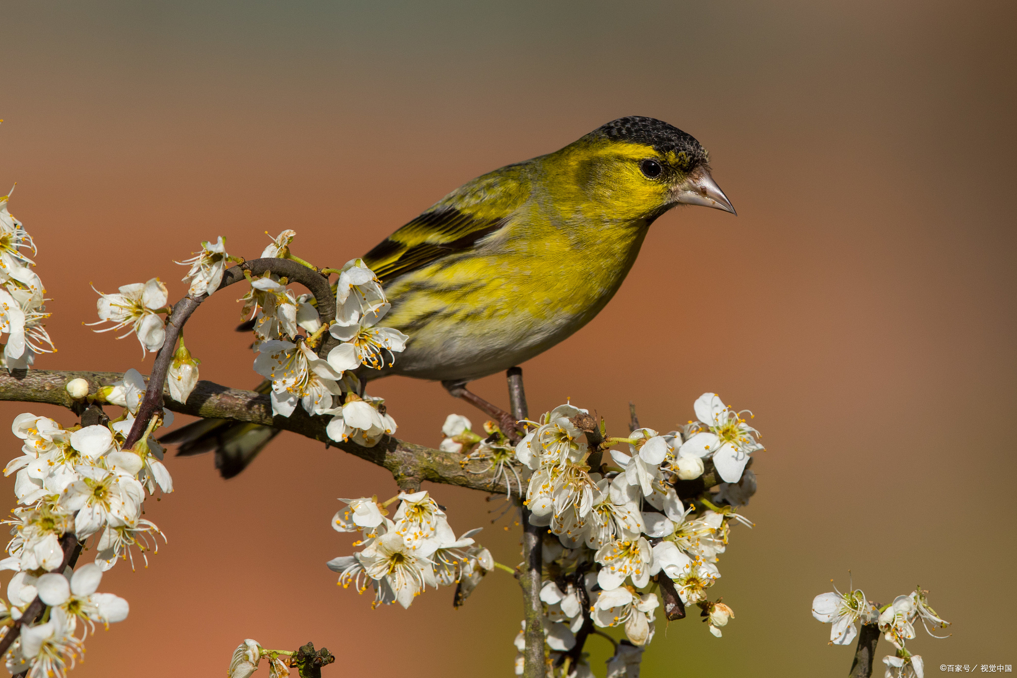 成年黄雀的雌雄容易区分.