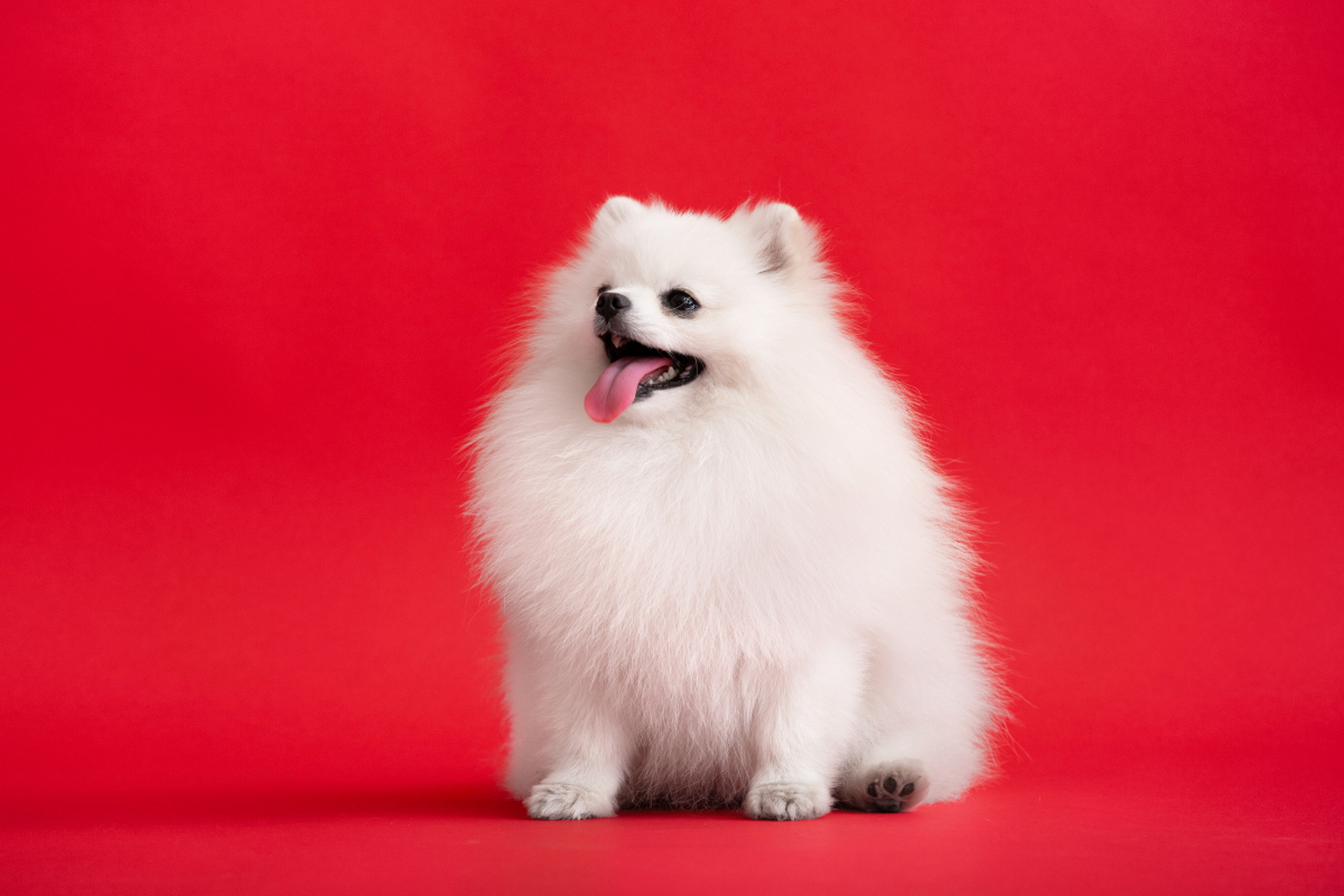博美犬,又名范丹狗,是一种受欢迎的玩具犬品种.