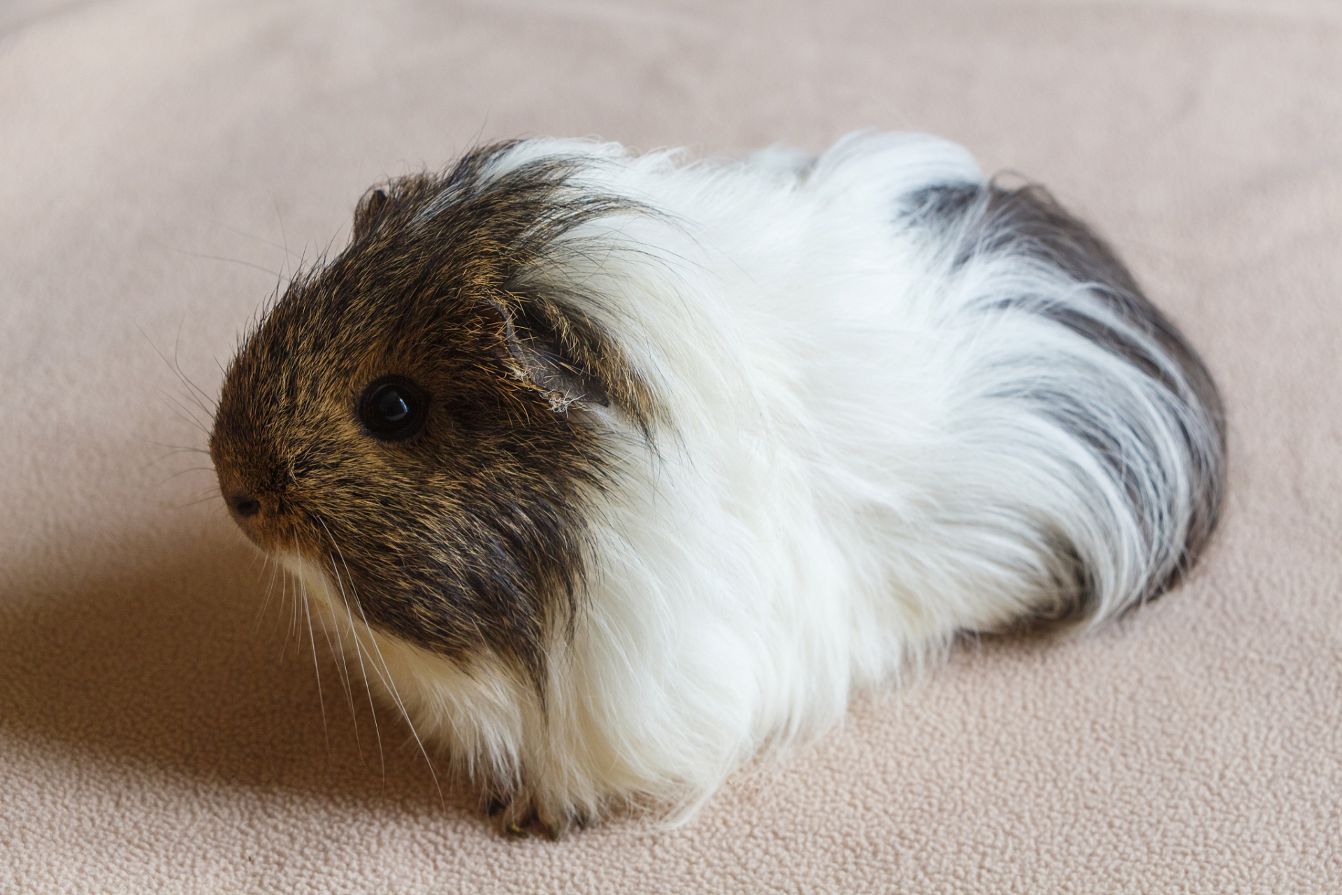 听起来颇具异国风情的名词,实际上是指一种深受人们喜爱的小型宠物猪