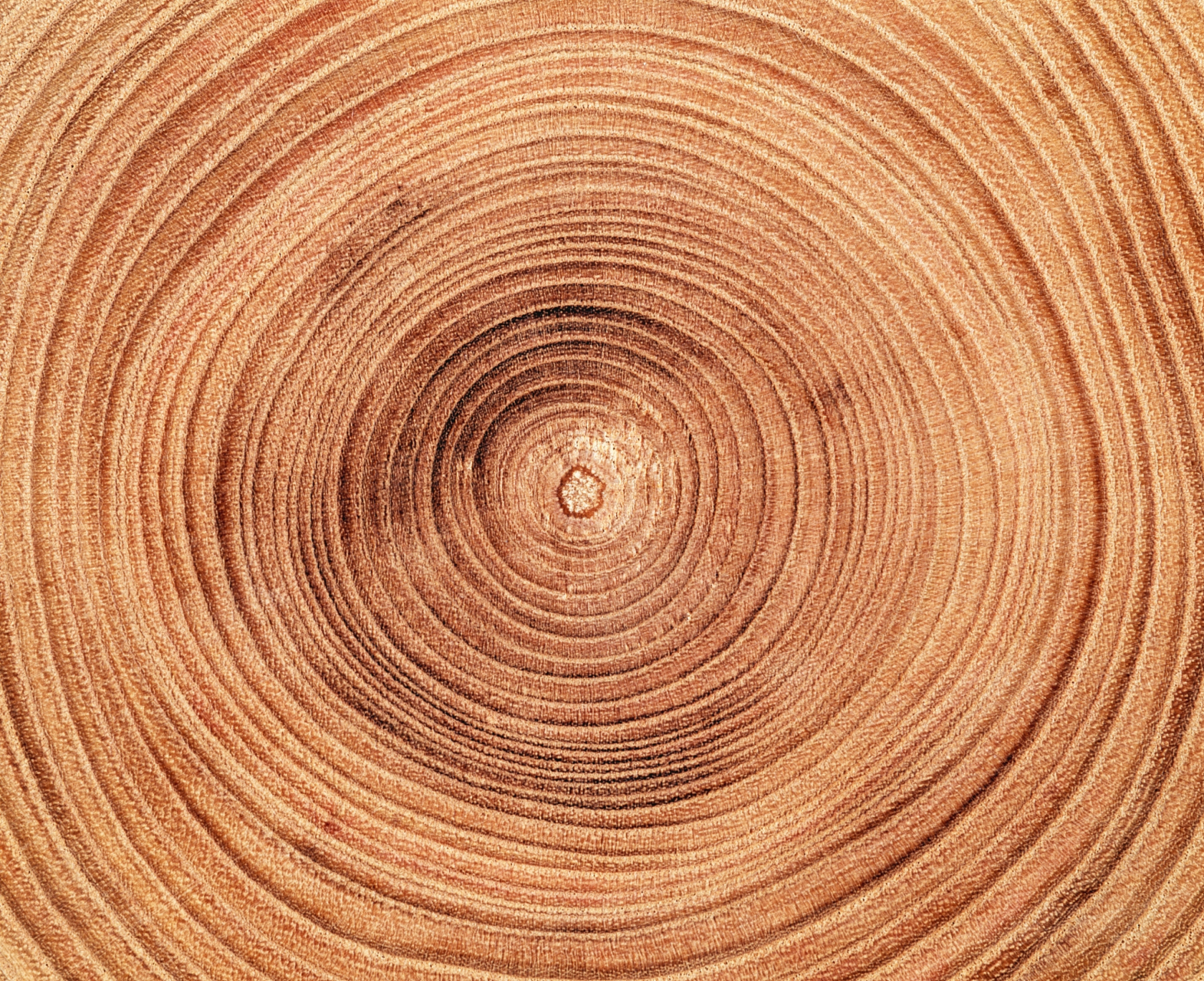 大树为什么有年轮是一个引人深思的问题,它涉及到树木生长的生物学和