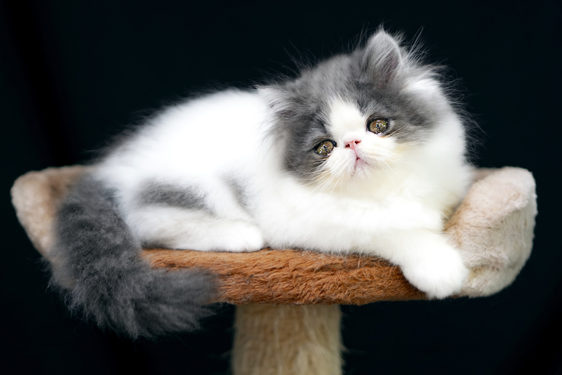 伯曼猫(birman)又被称为"缅甸圣猫"或"神秘的缅甸猫",起源于缅甸,是一