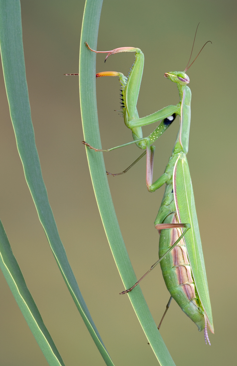 螳螂在交配时会产生强烈的x冲动,交配完成后雄螳螂的身体会释放一种名