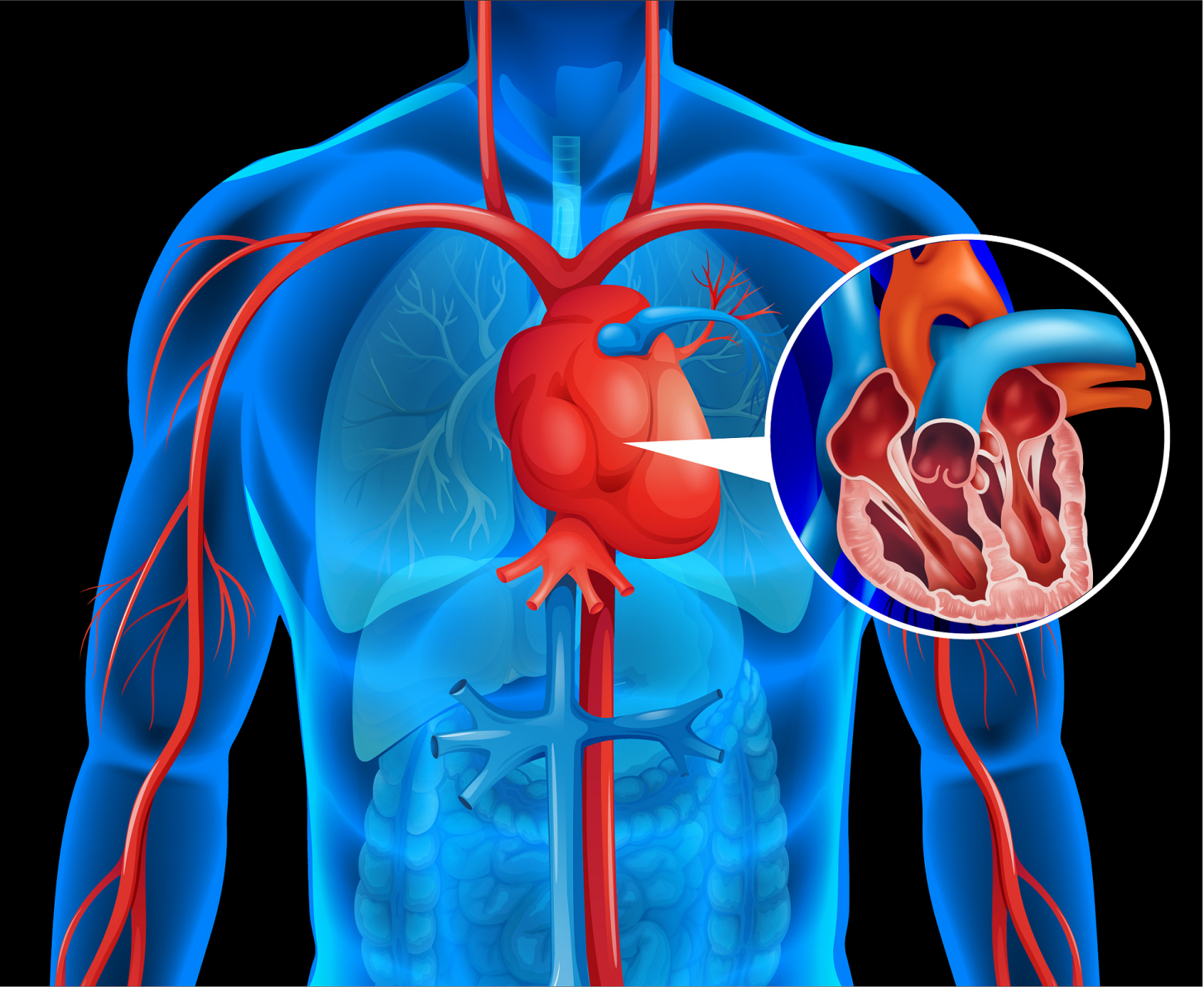 心肺的位置图片