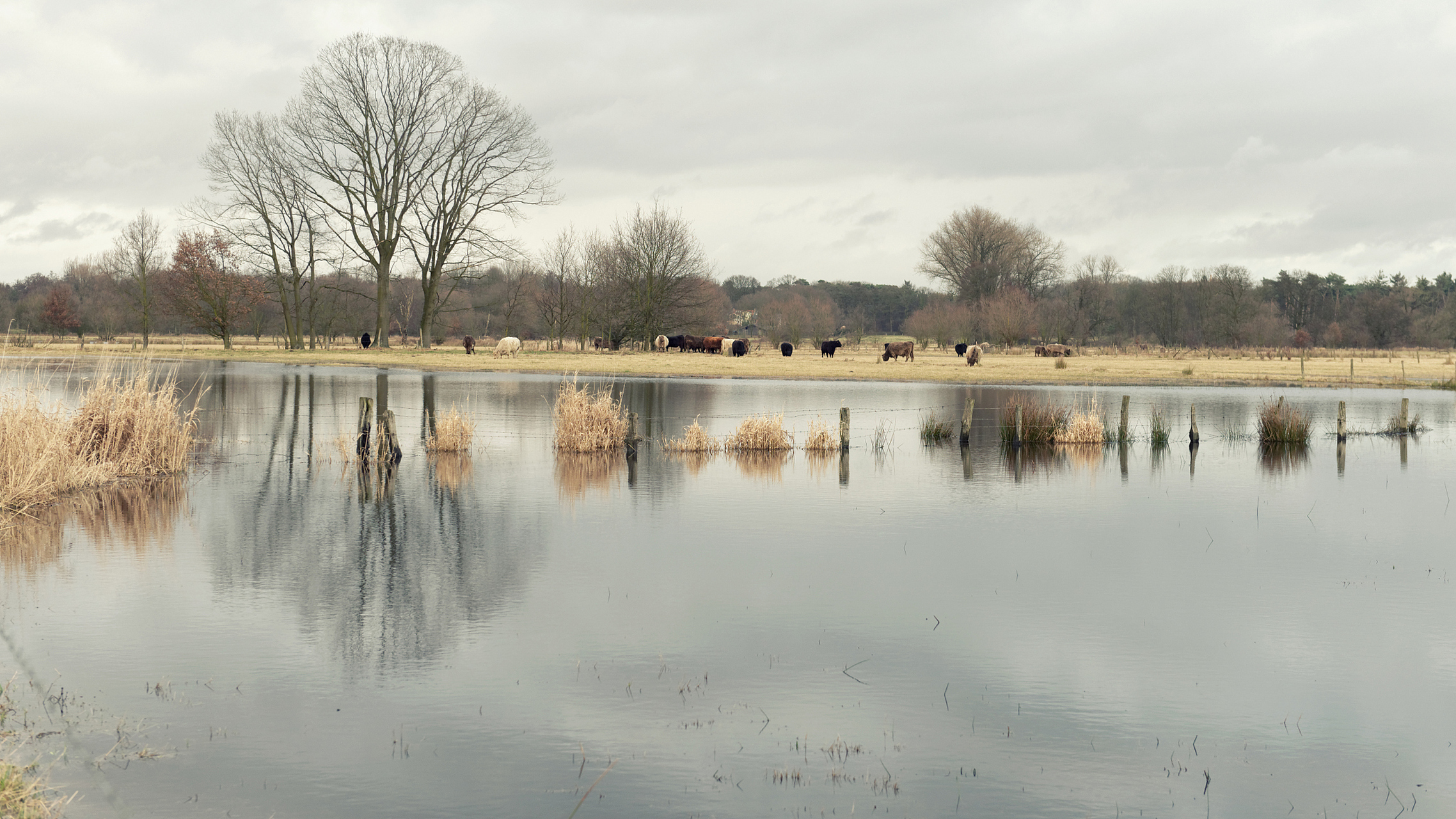📚🌿瓦尔登湖:与大自然和谐共生的智慧之道🌿📚