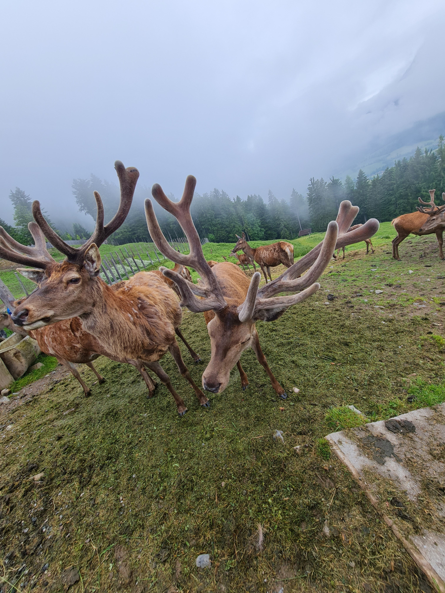 中华麋鹿园景区,位于江苏省盐城市大丰区,依托于江苏大丰麋鹿国家级