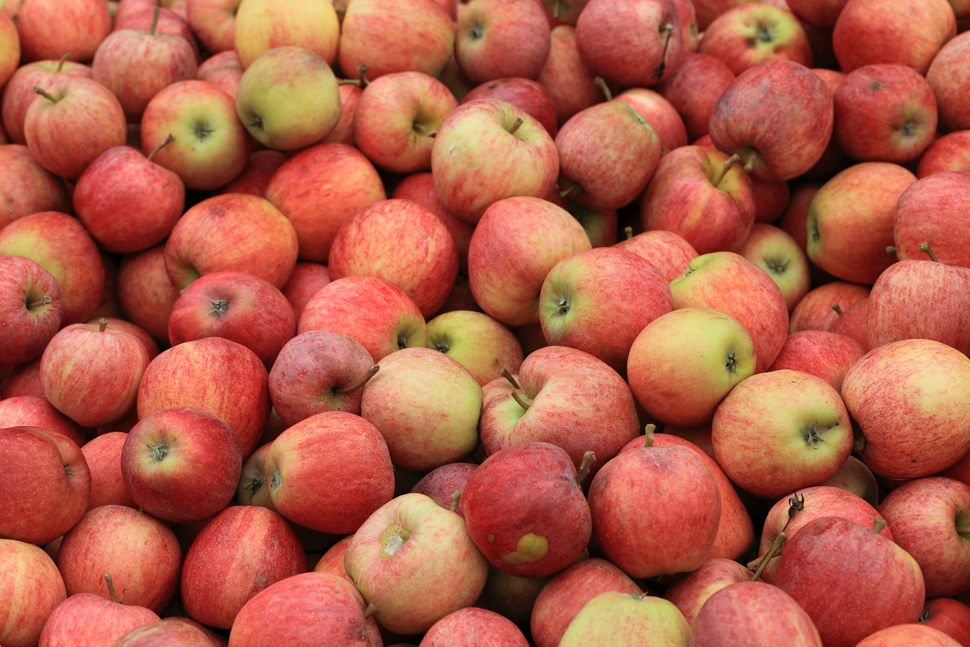 影响苹果钙含量的几种情况