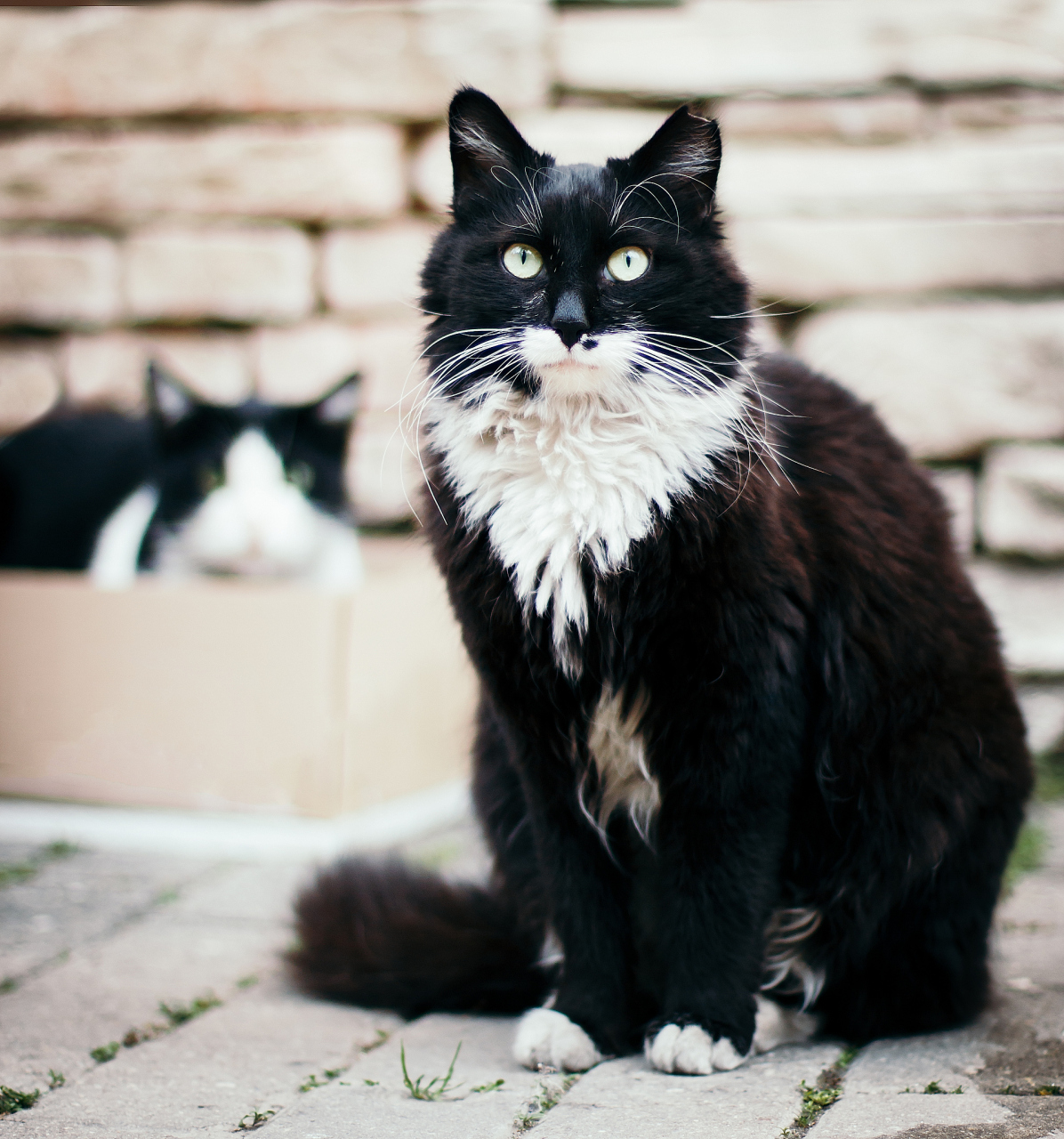 [原文:黑白花猫是什么品种的猫]