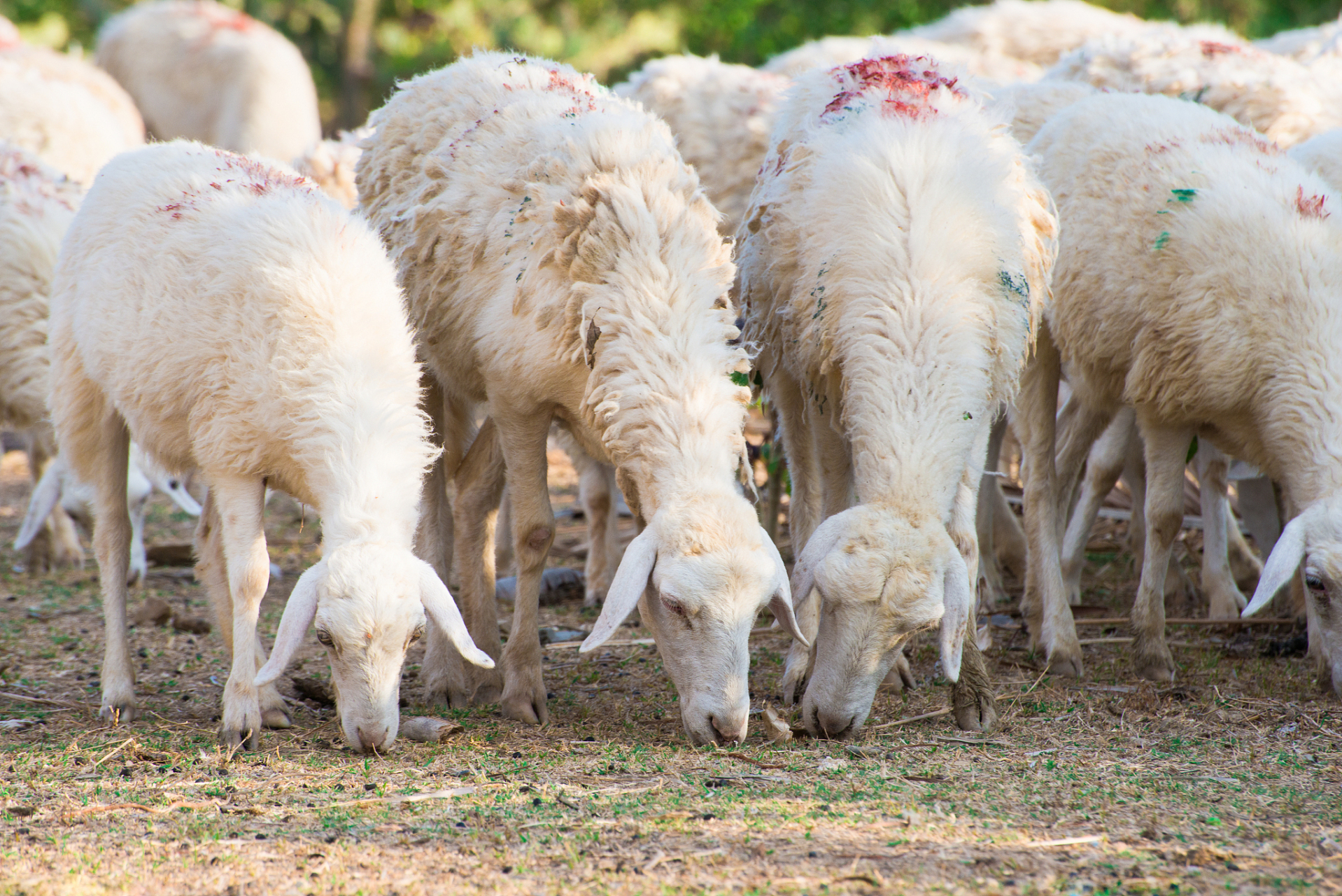 随着人们对羊肉的需求增加,育肥羊的供应量和价格不断上涨.