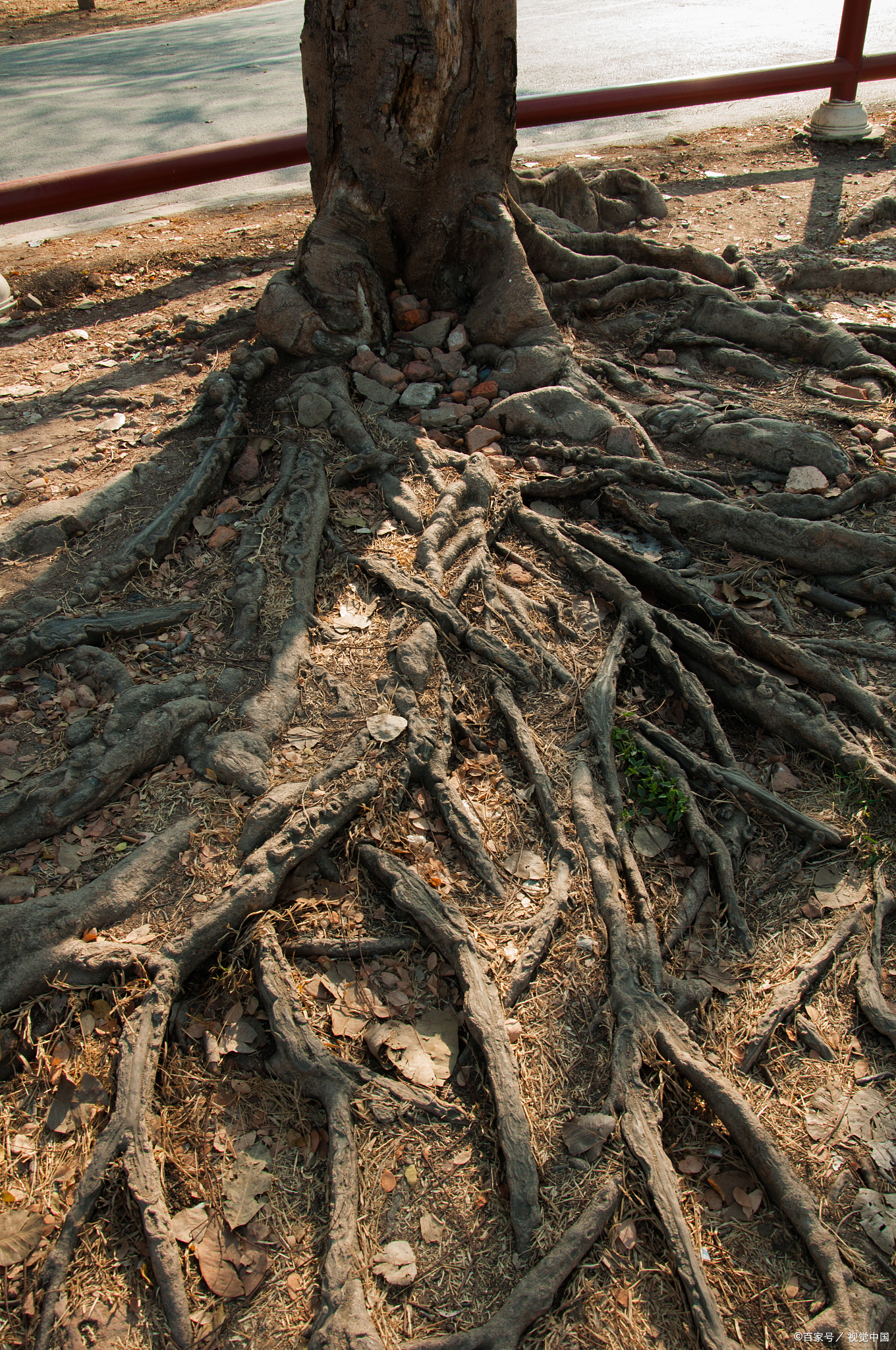 树根用什么药能烂掉根?