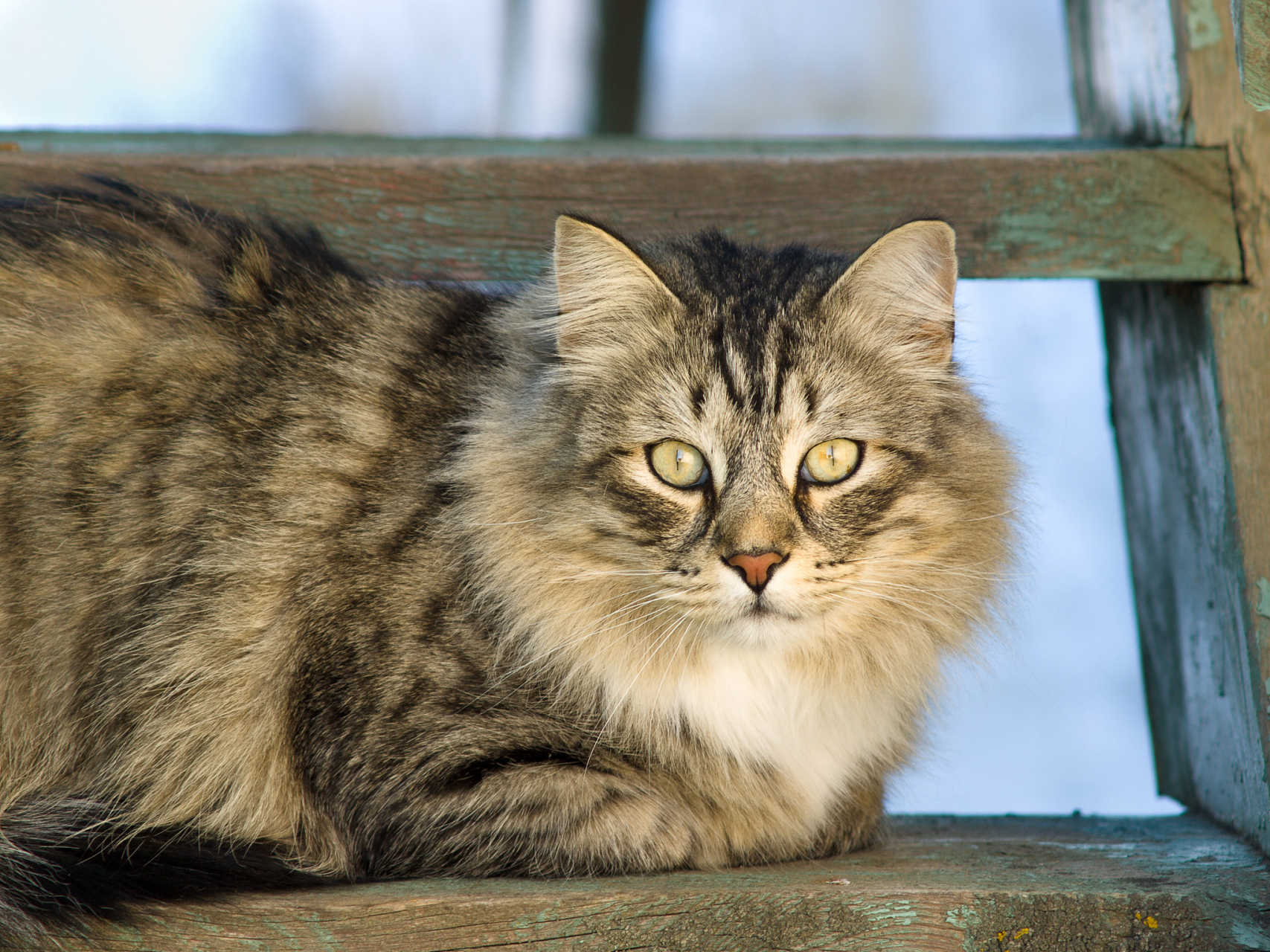 文章介绍了世界上最大的9个家猫品种,包括缅因猫,热带草原猫,布偶猫