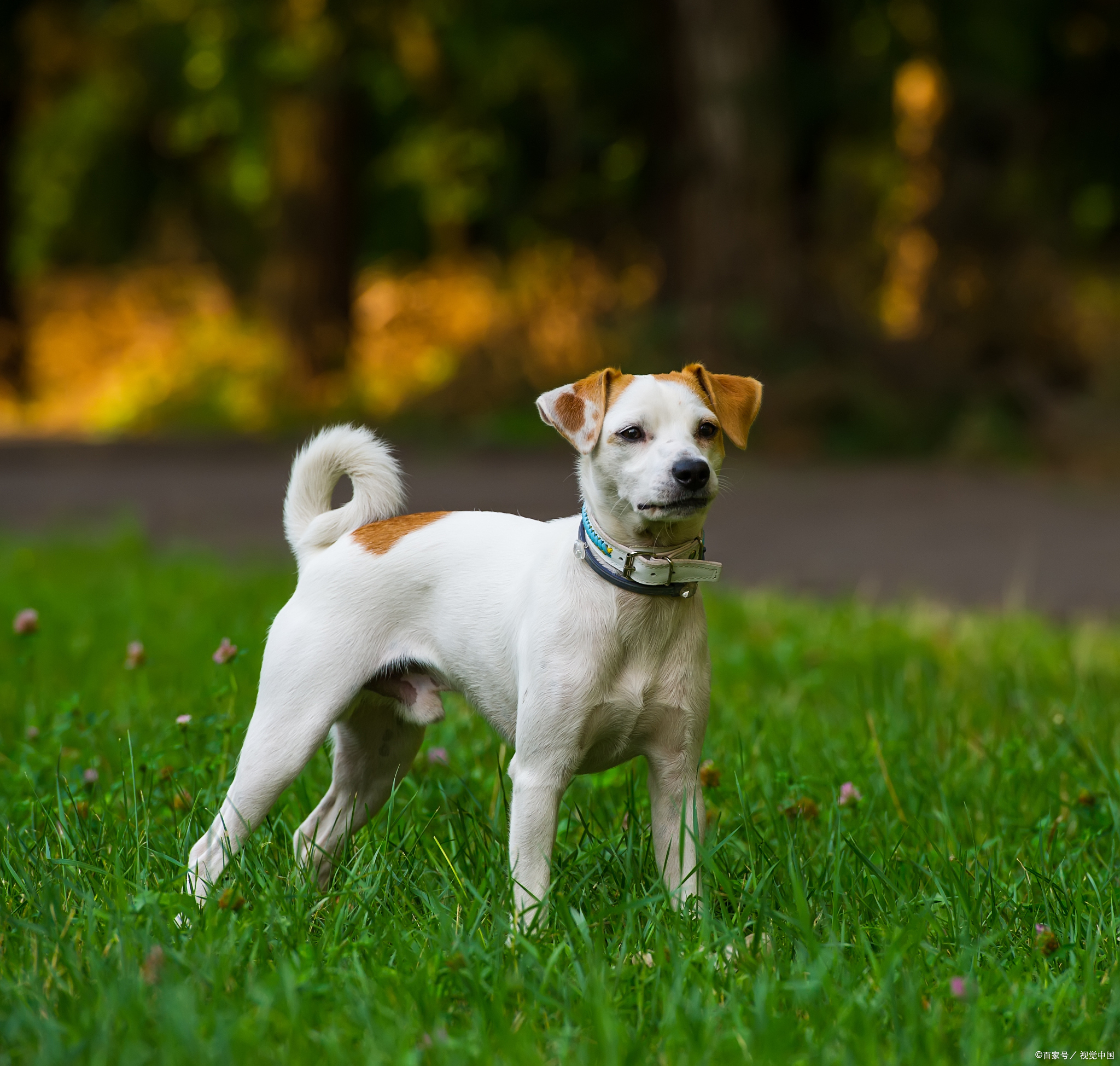 生肖狗九月整体运势(属狗九月运势)