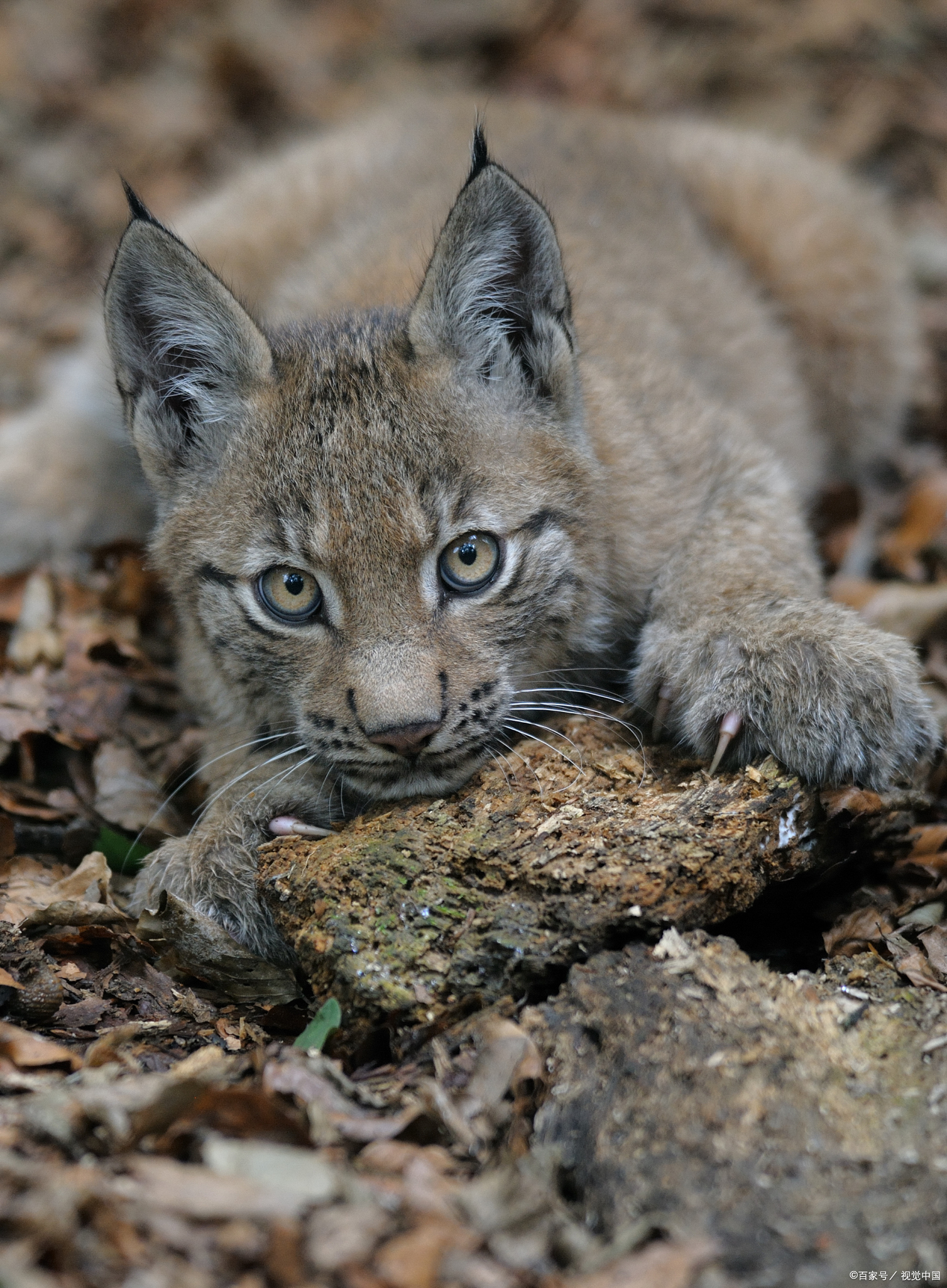 野狸,又叫铁狸子,山狸子.@吃啥啥香一个味的动态