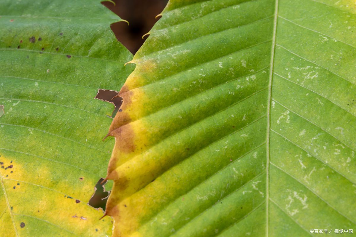 叶枯病是一种主要由真菌引起的植物病害,其病原体多为半知菌亚门和