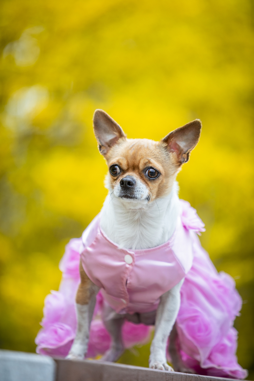 吉娃娃挑选指南#  吉娃娃犬是世界上最小型的犬种之一,头部呈圆形