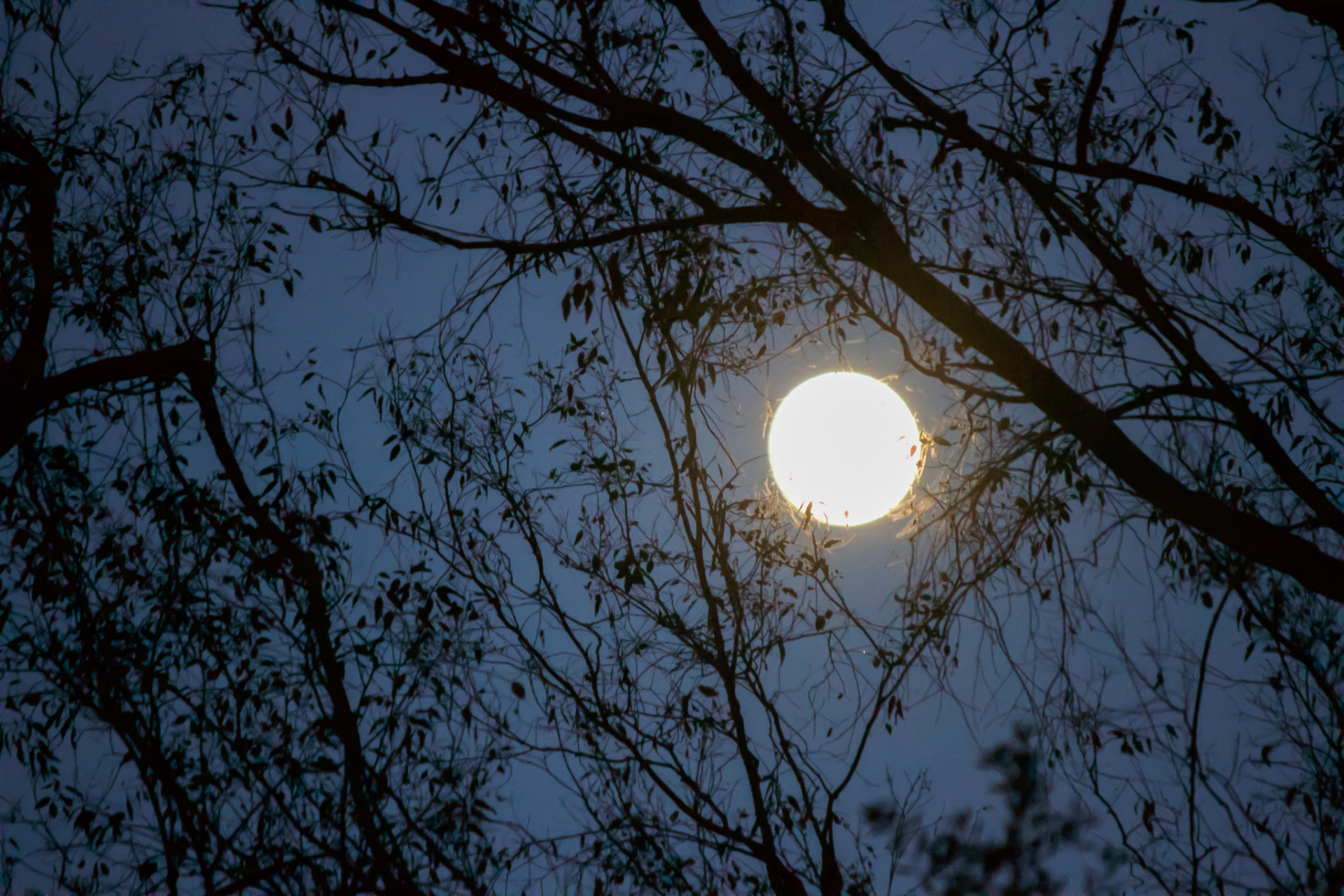 《清明夜》【唐】白居易  好风胧月清明夜,碧砌红轩刺史家.