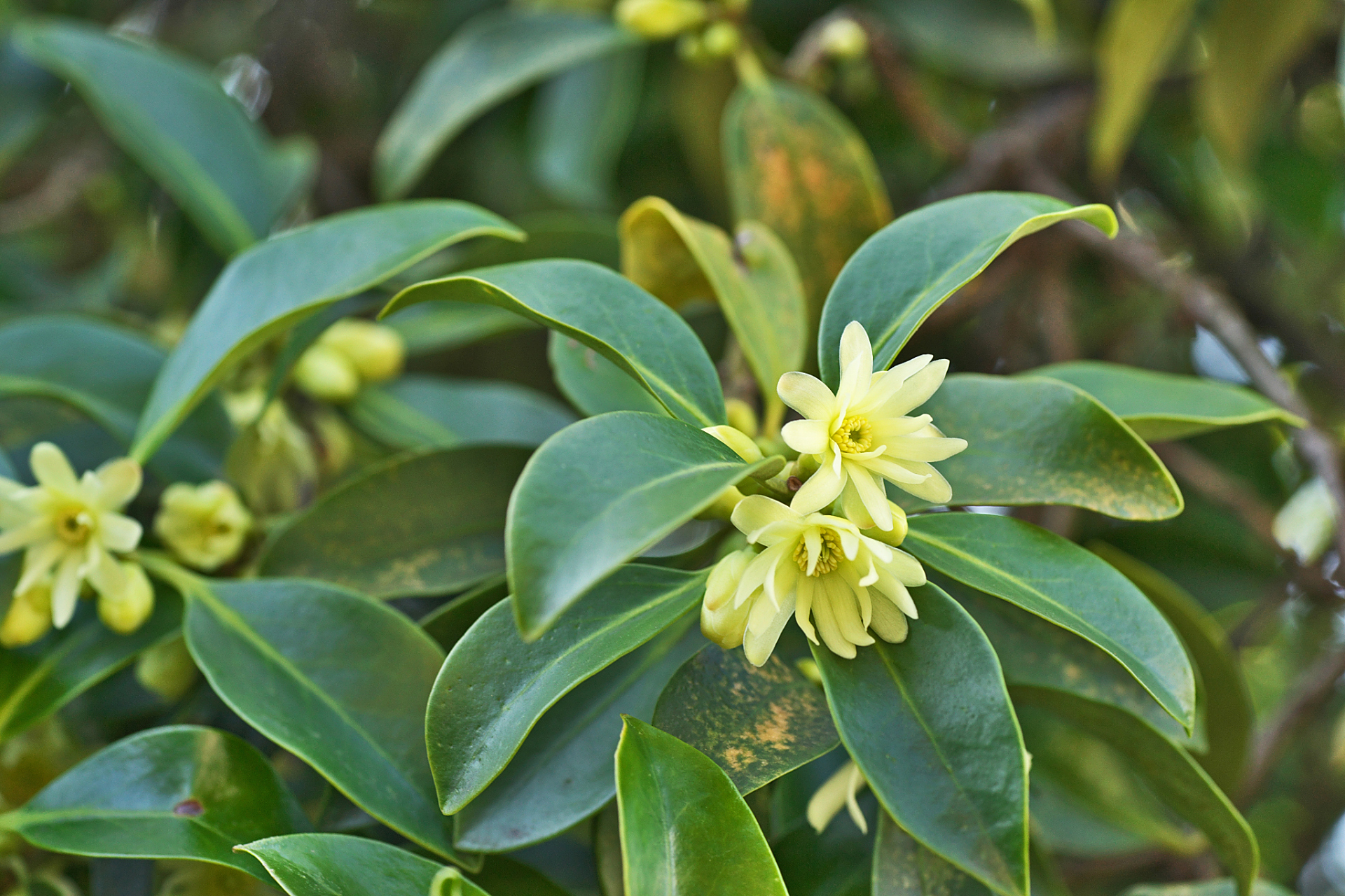 种植# #金边瑞香# #植物# #我的植物朋友# #养花# #我的养花日常
