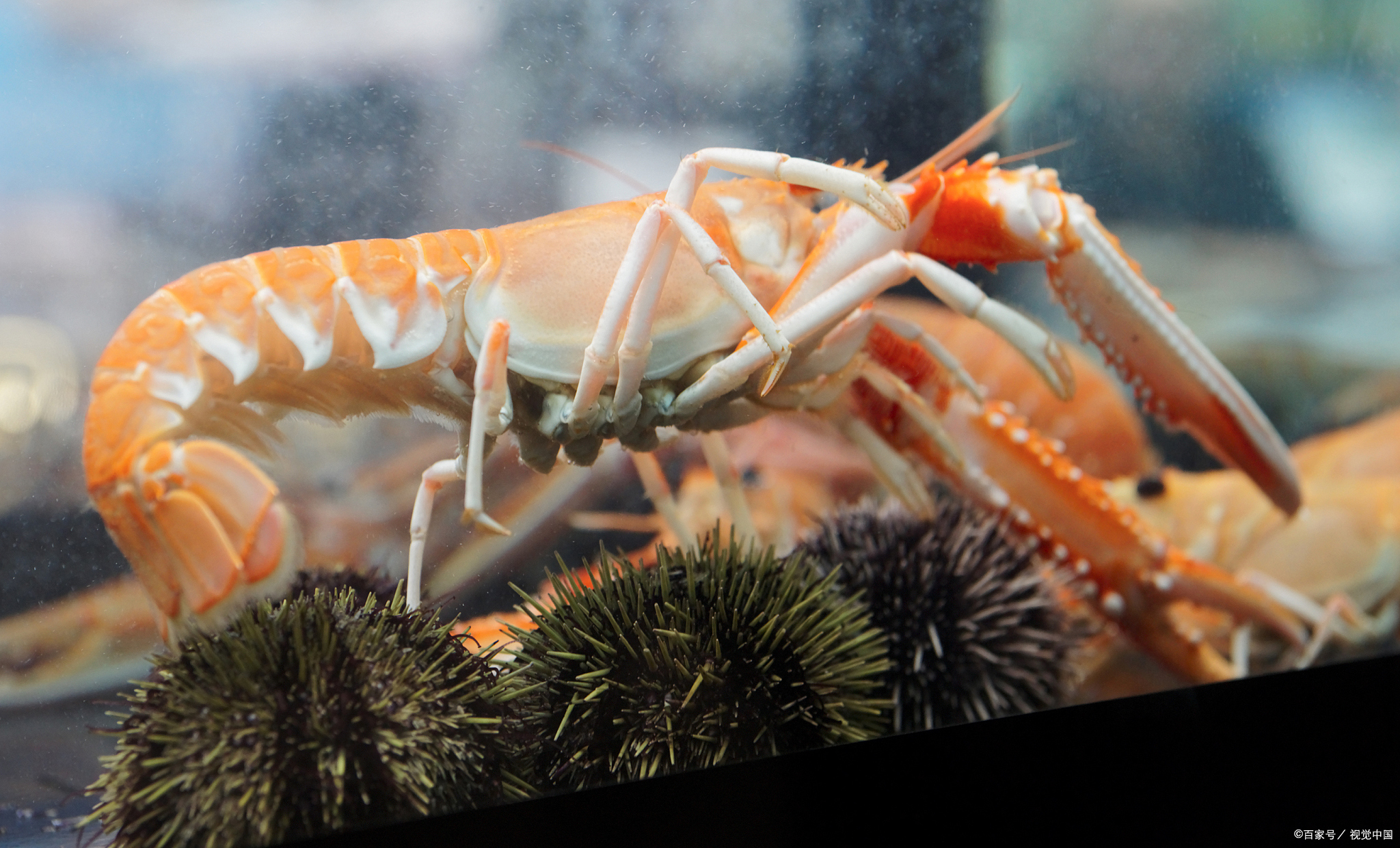 鳌虾和龙虾的区别!