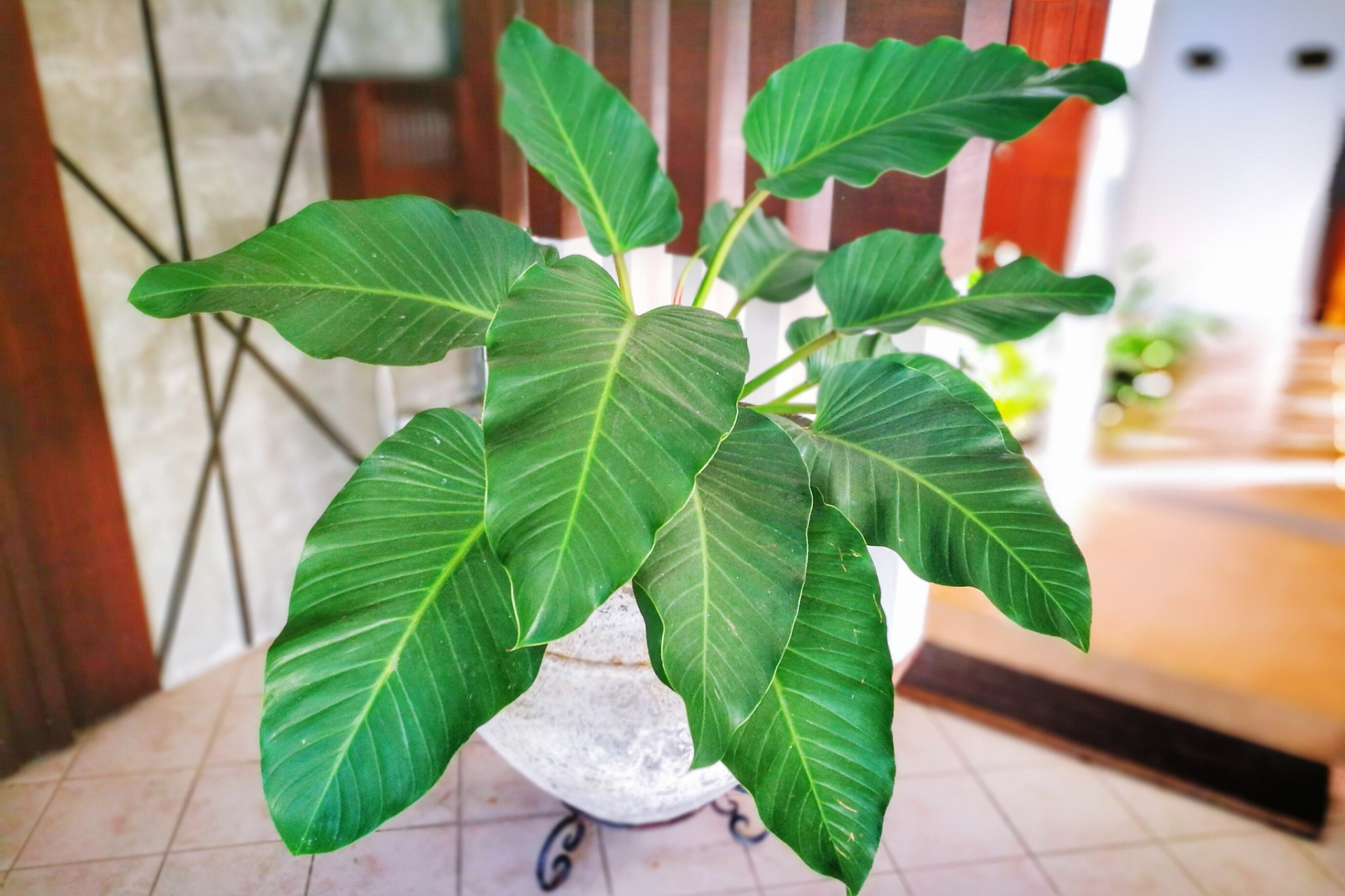 琴叶榕的花语是高雅,清洁,神秘和安静.