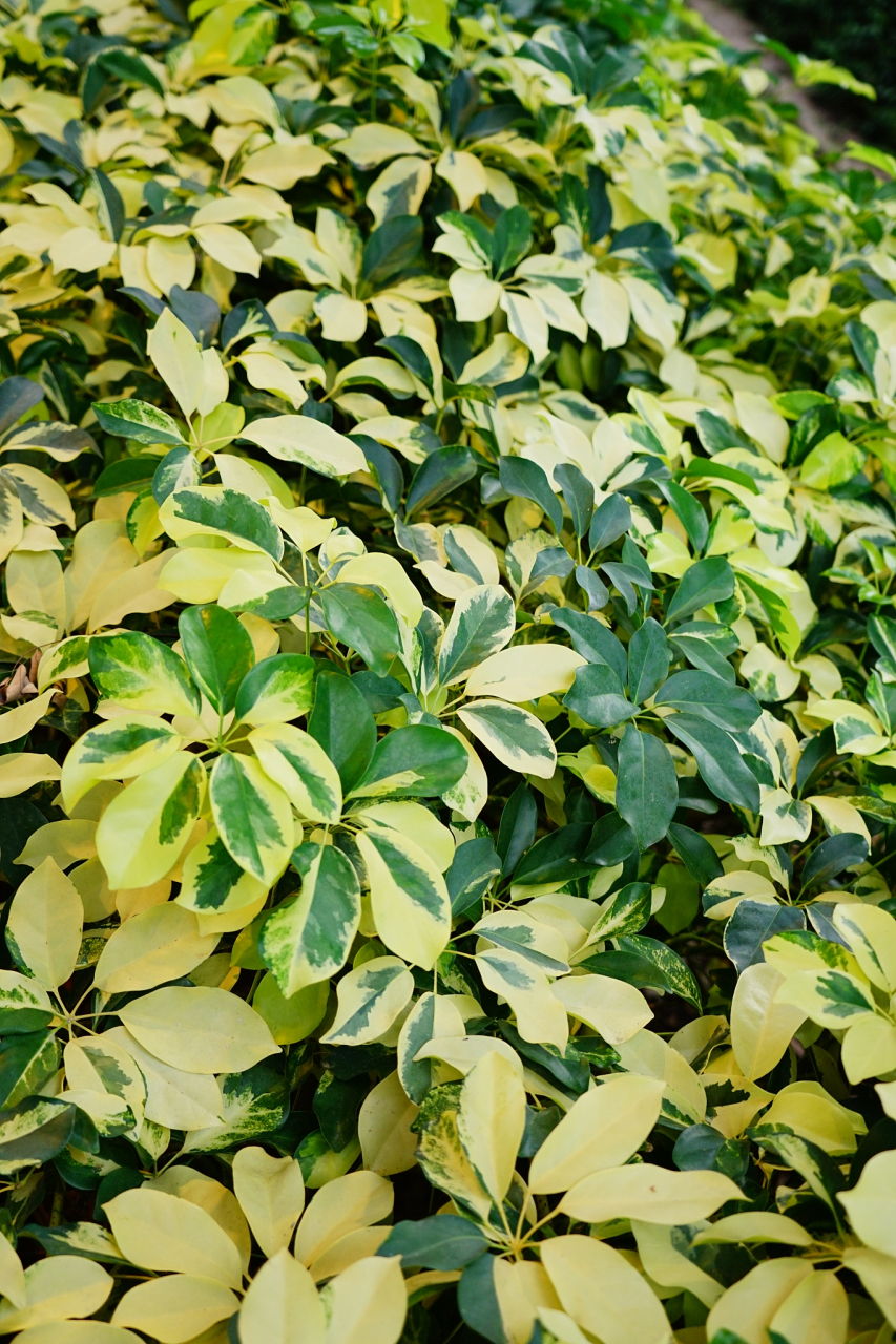 百家号星火计划# #盆景# 吸甲醛的绿植有哪些之金边假连翘 金边假