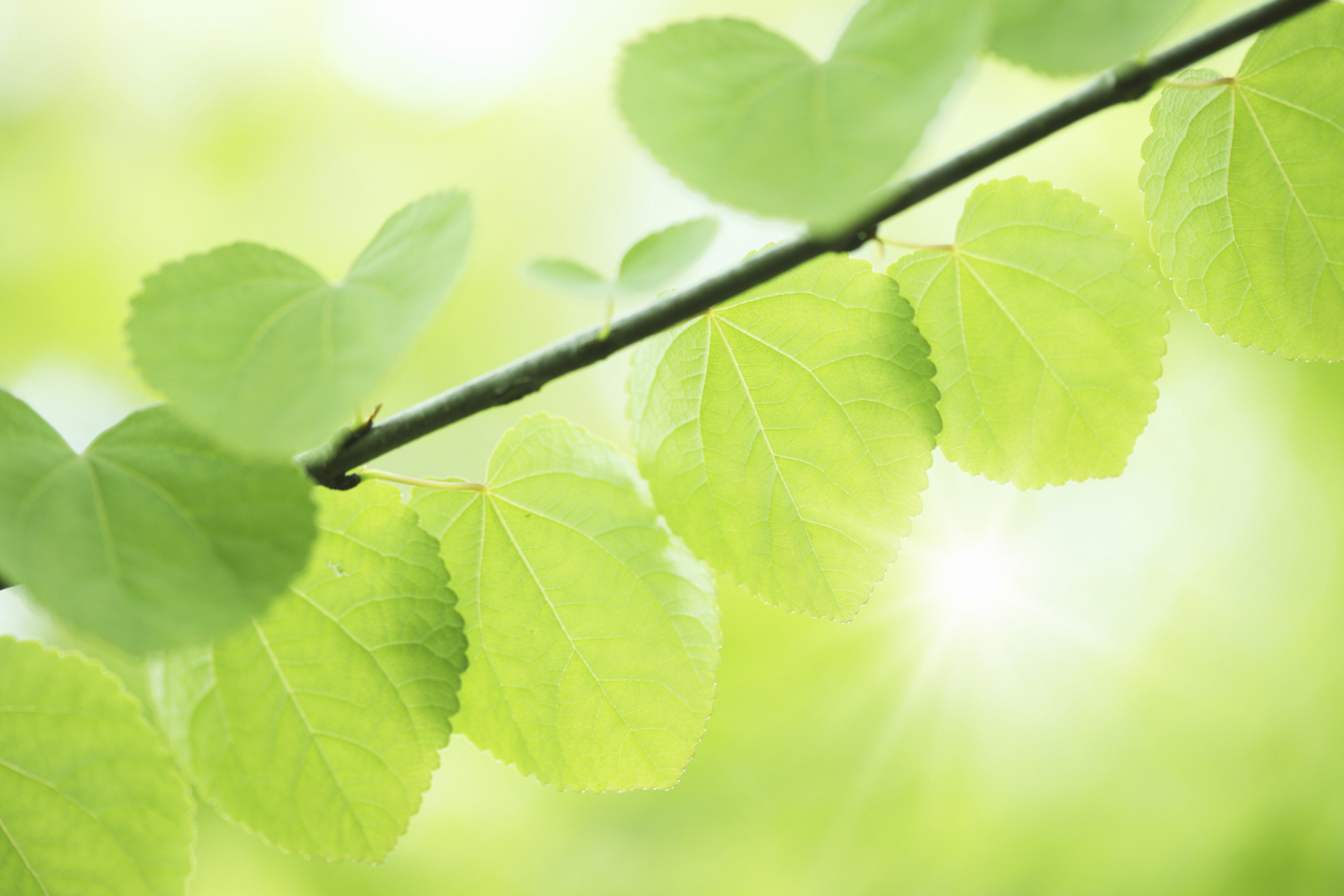 94 9897这款绿色系壁纸不仅干净清爽,还对眼睛超友好哦98!