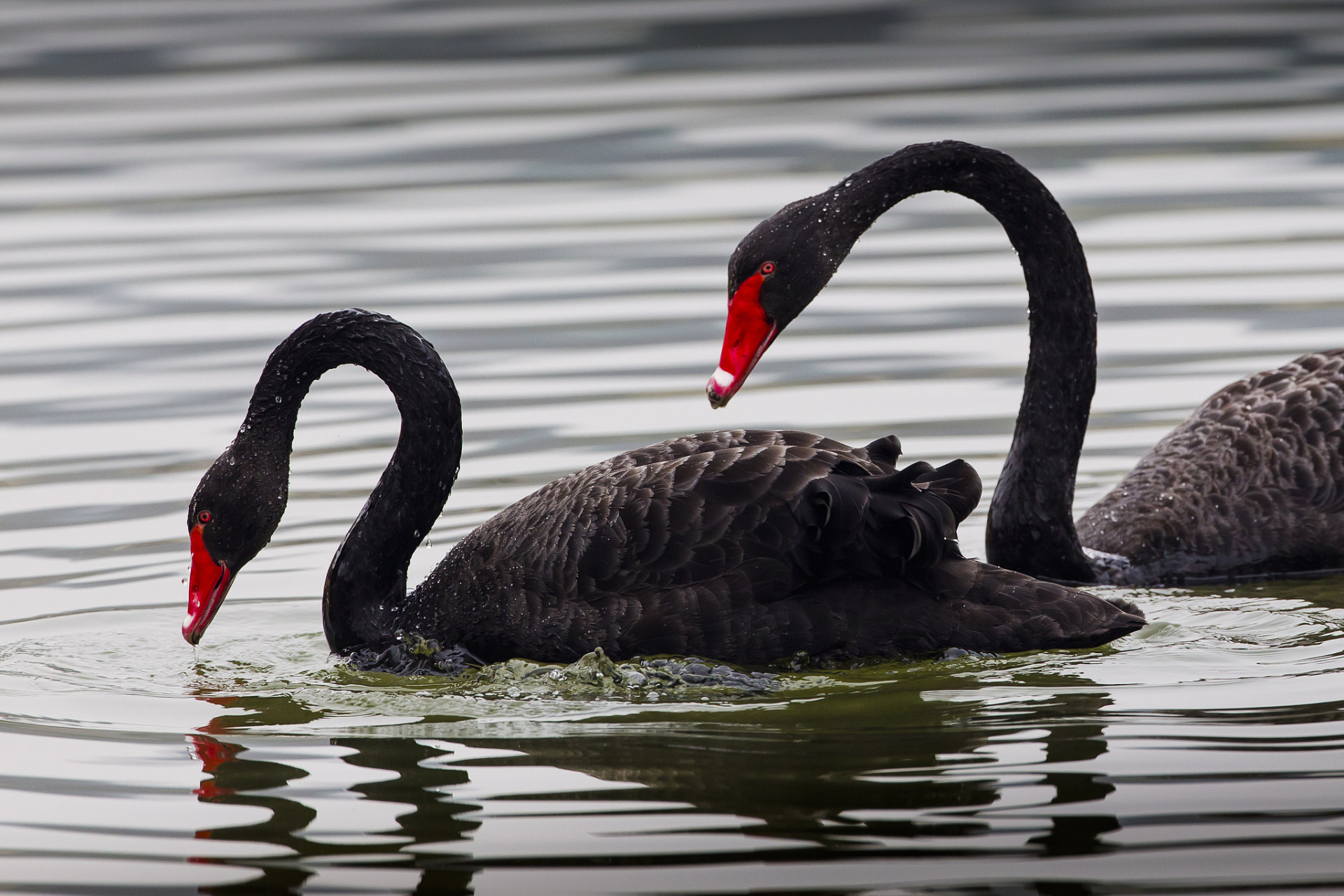 近日,清华大学新养的两只黑天鹅于3月27日早上集体出走,好不容易走
