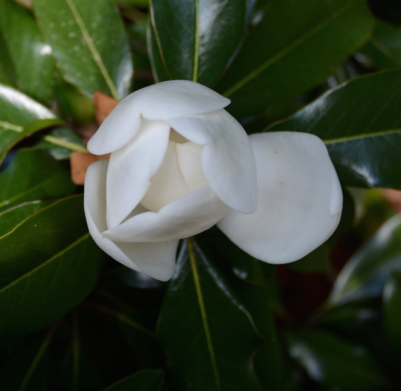 在一个阳光明媚的春日午后,一位年轻的女孩穿着一袭清新的白色连衣裙