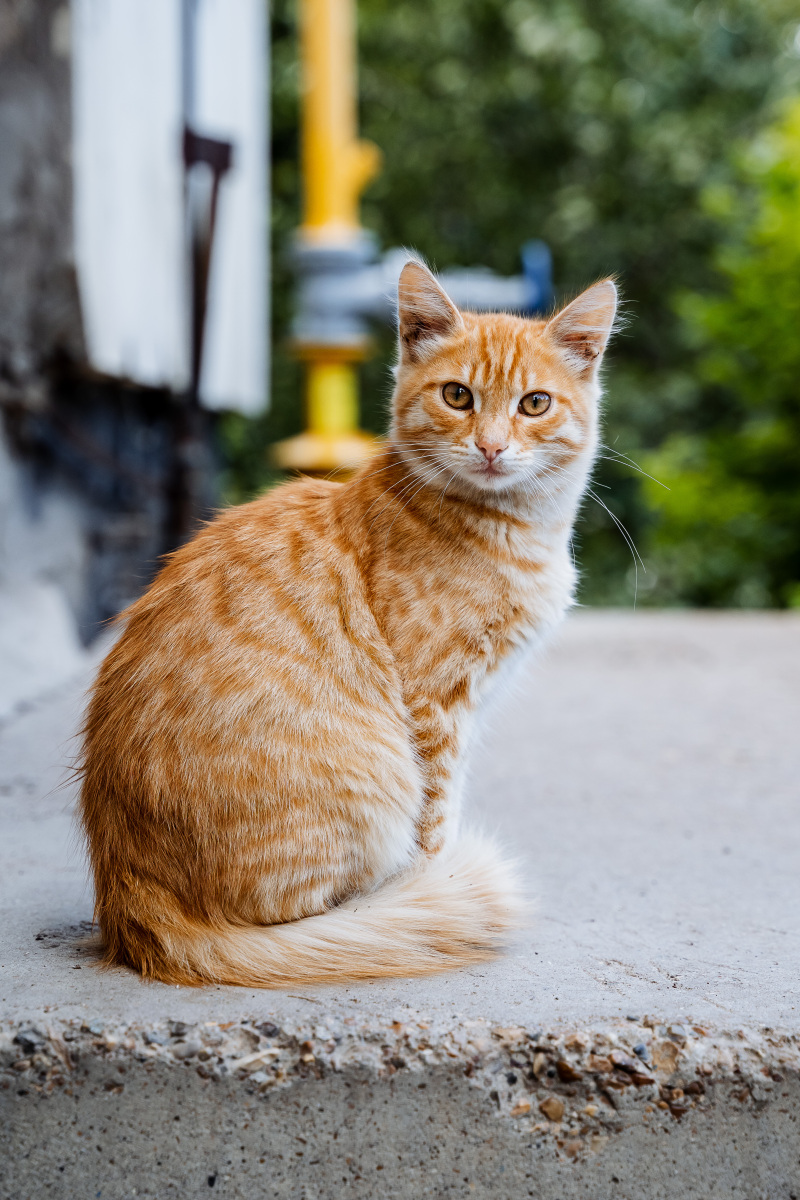 猫咪正面照片图片