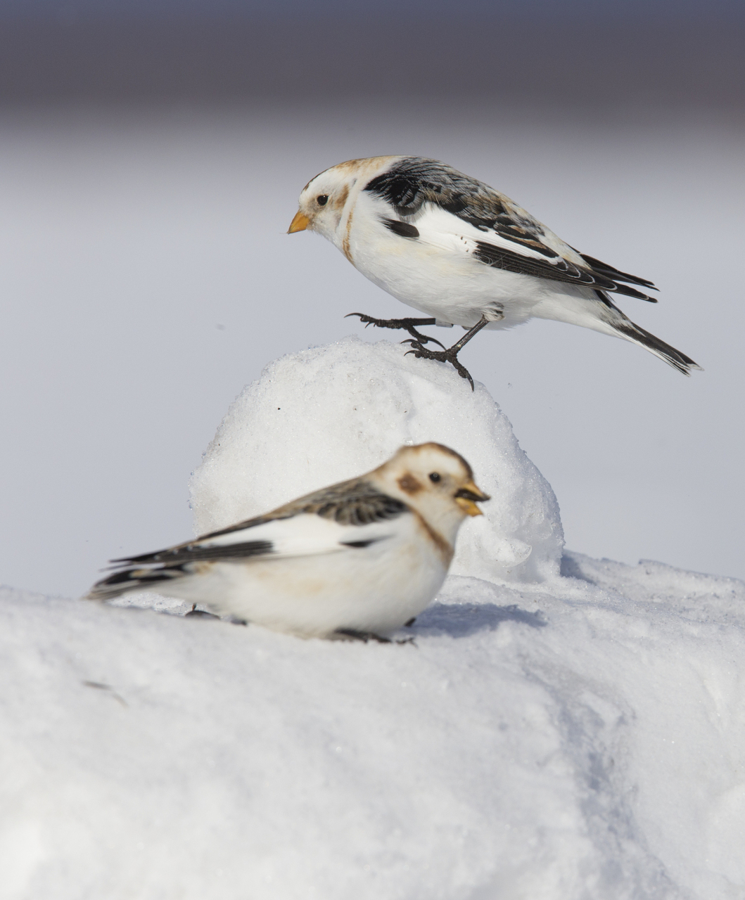 它们互相追逐,用翅膀拍打着雪花,看起来非常快乐.
