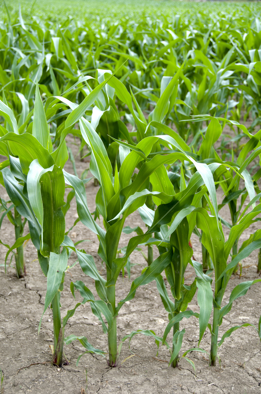 玉米大喇叭期是几片叶子,大喇叭口期是玉米第十二片叶子完全展开,上部