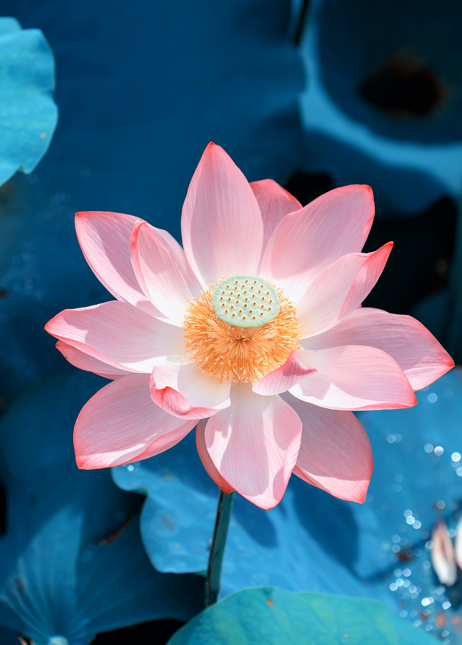 用ps修图,对于荷花照片的色调进行处理,你认为是处理过程重要还是精确