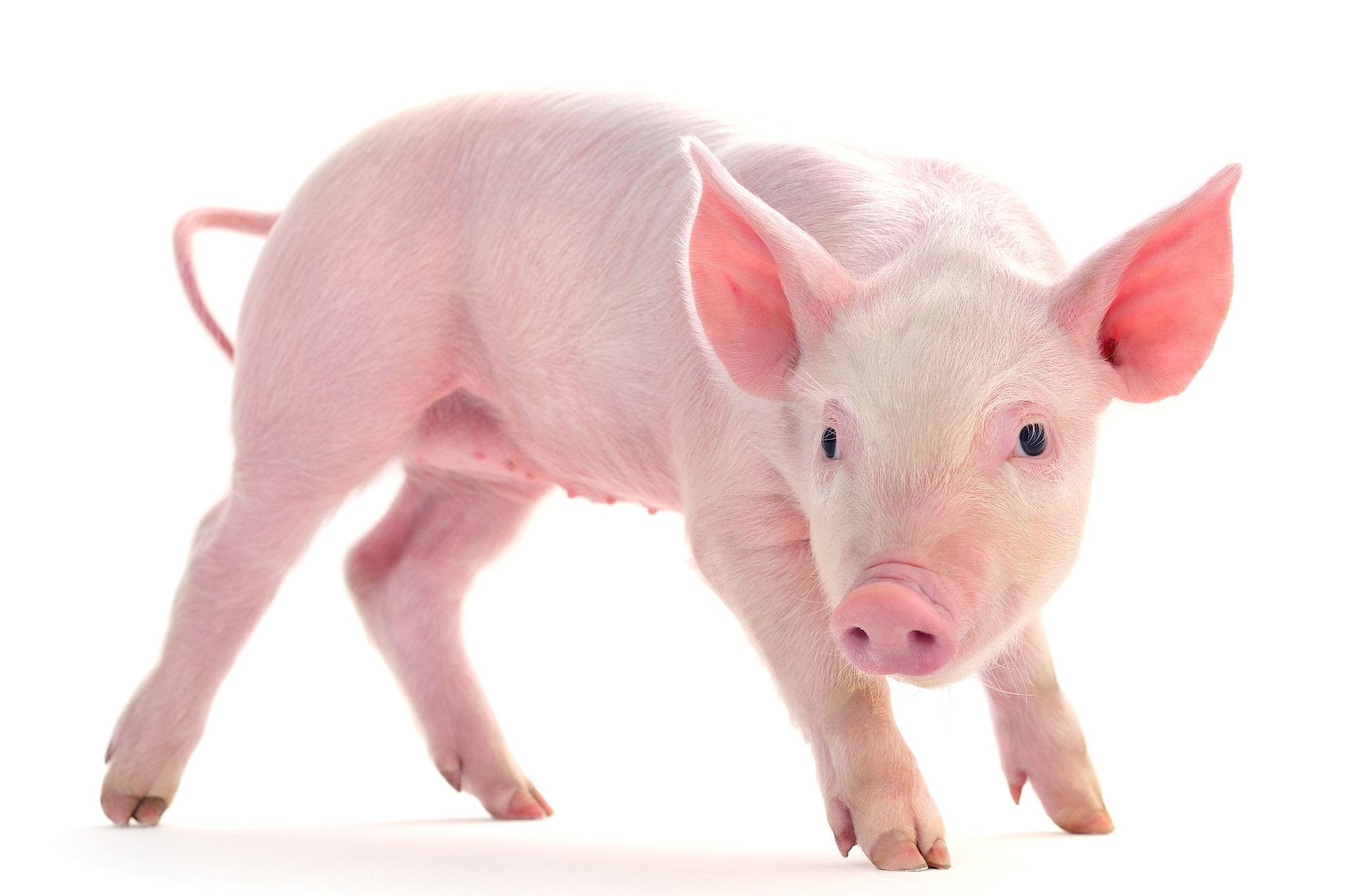 猪的智商相当于三岁到五岁的人类儿童.[原文:猪的智商